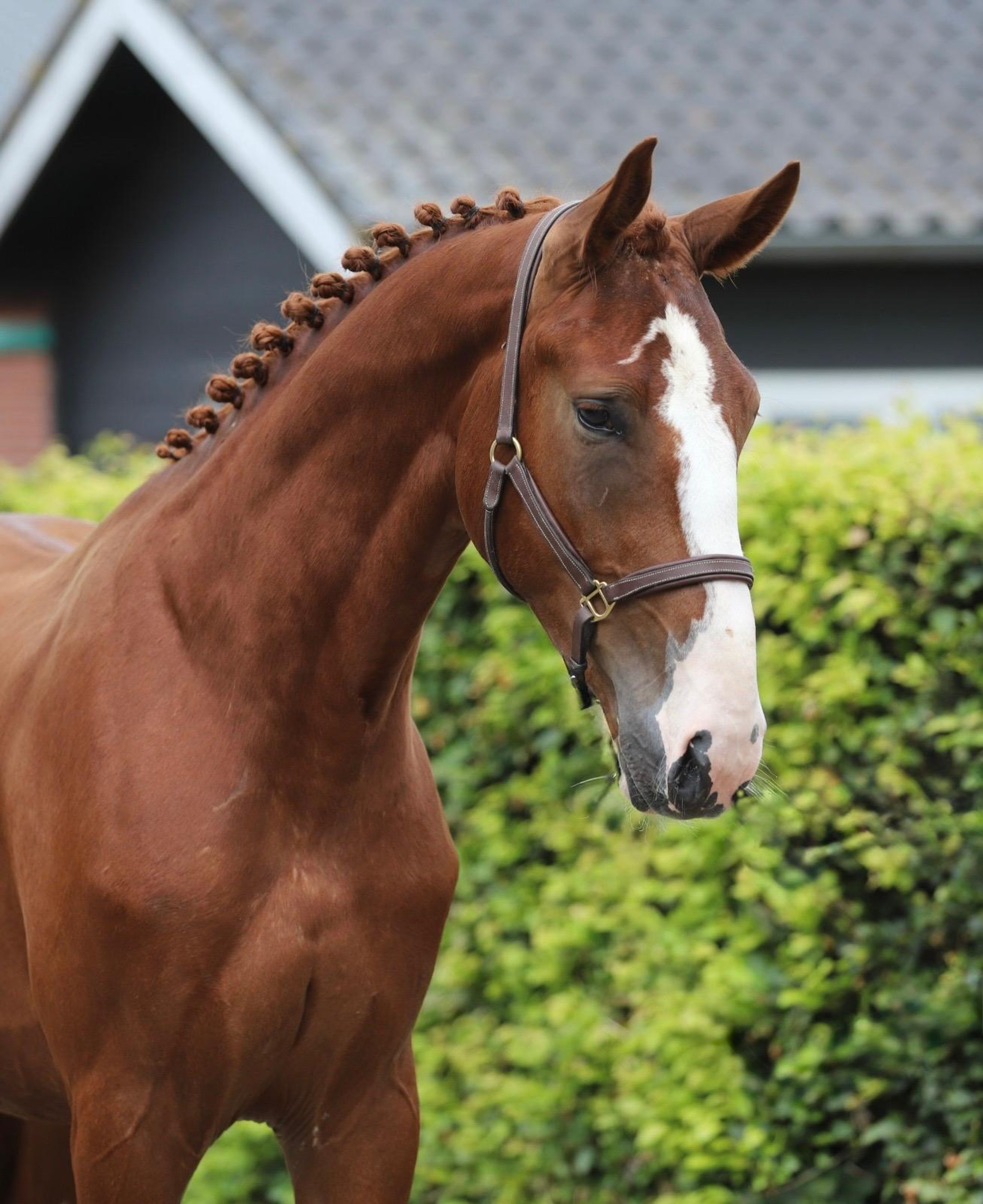 Tattoo HDP (SANTANO x QUIDAM DE REVEL) - Image 2