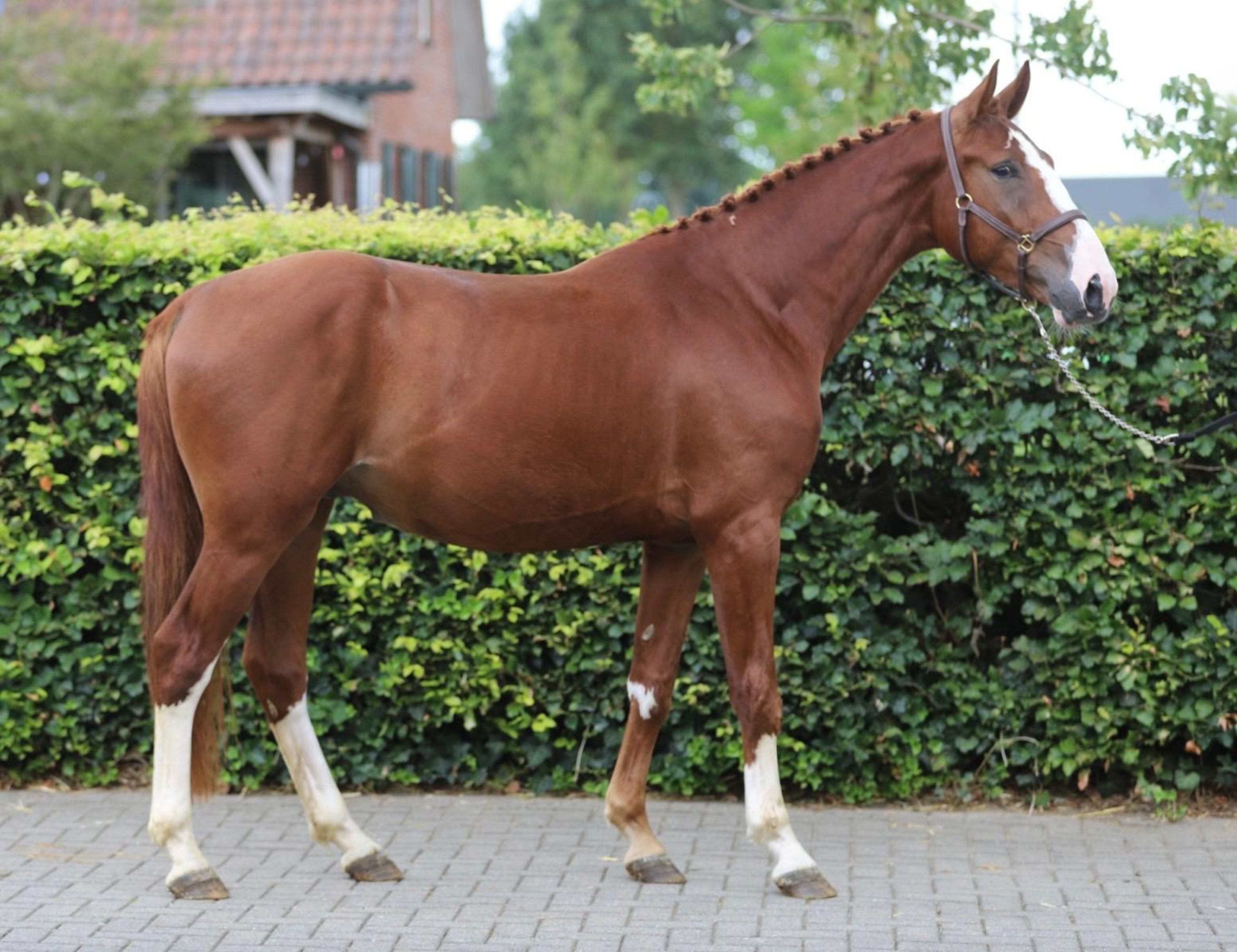 Tattoo HDP (SANTANO x QUIDAM DE REVEL) - Image 3