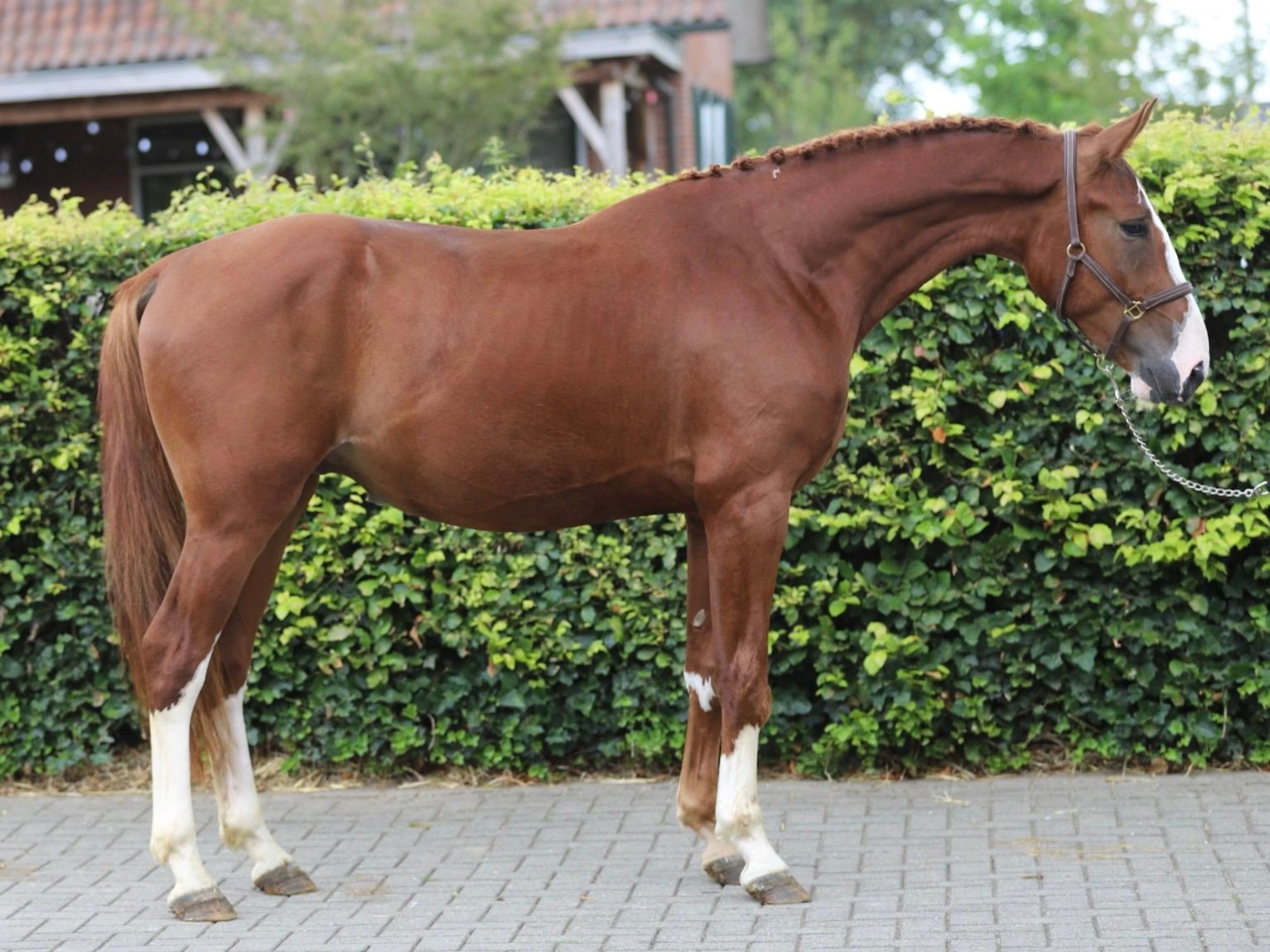 Tattoo HDP (SANTANO x QUIDAM DE REVEL) - Image 8