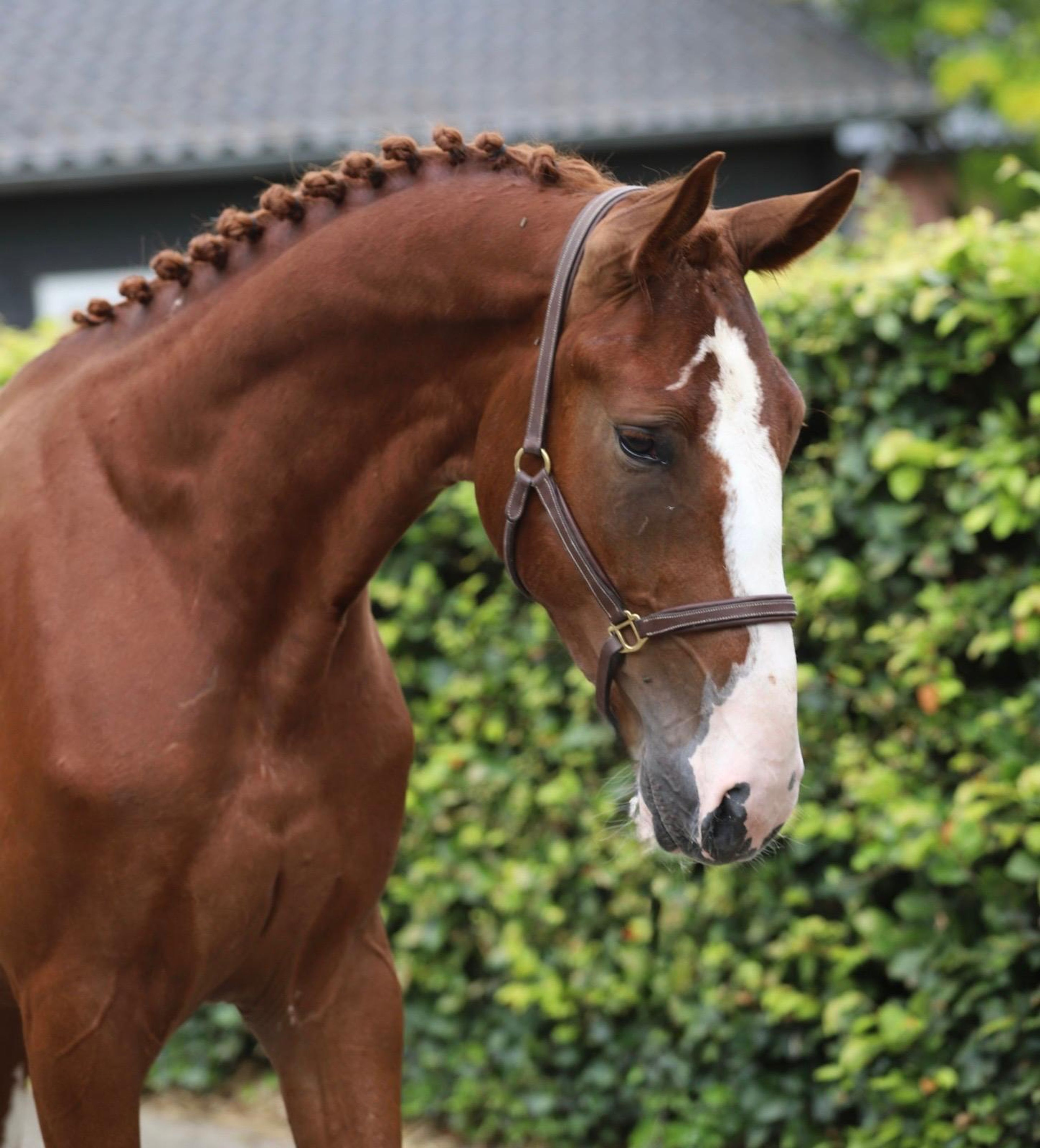 Tattoo HDP (SANTANO x QUIDAM DE REVEL) - Image 9