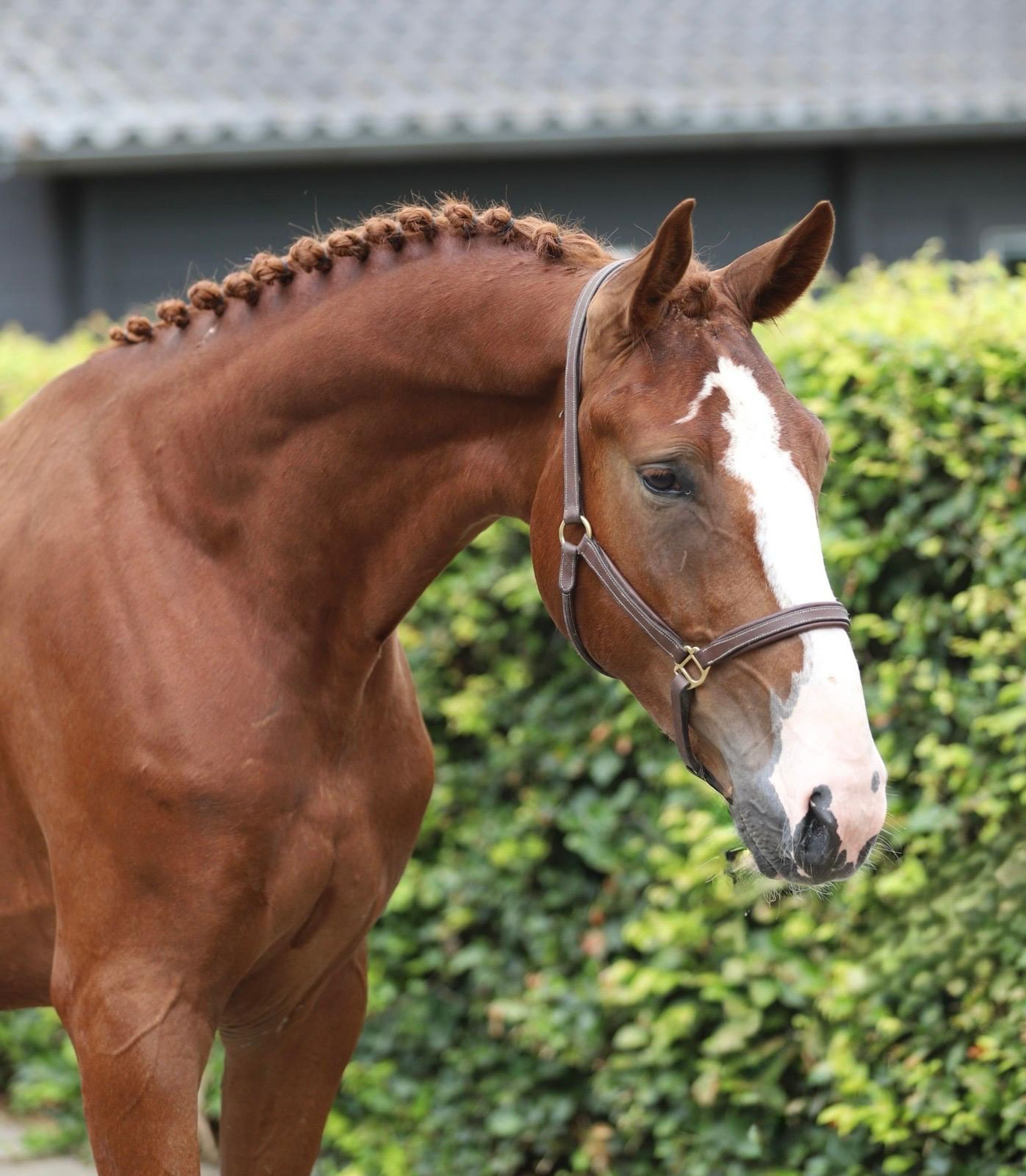 Tattoo HDP (SANTANO x QUIDAM DE REVEL) - Image 10