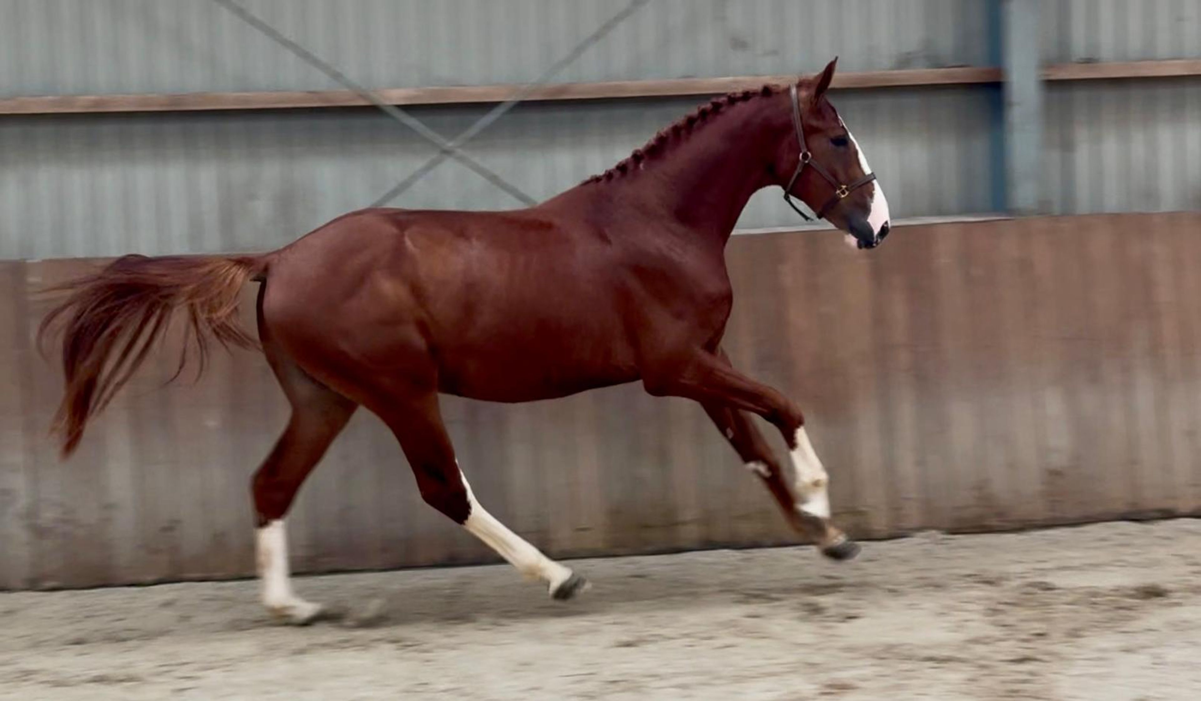 Tattoo HDP (SANTANO x QUIDAM DE REVEL) - Image 11