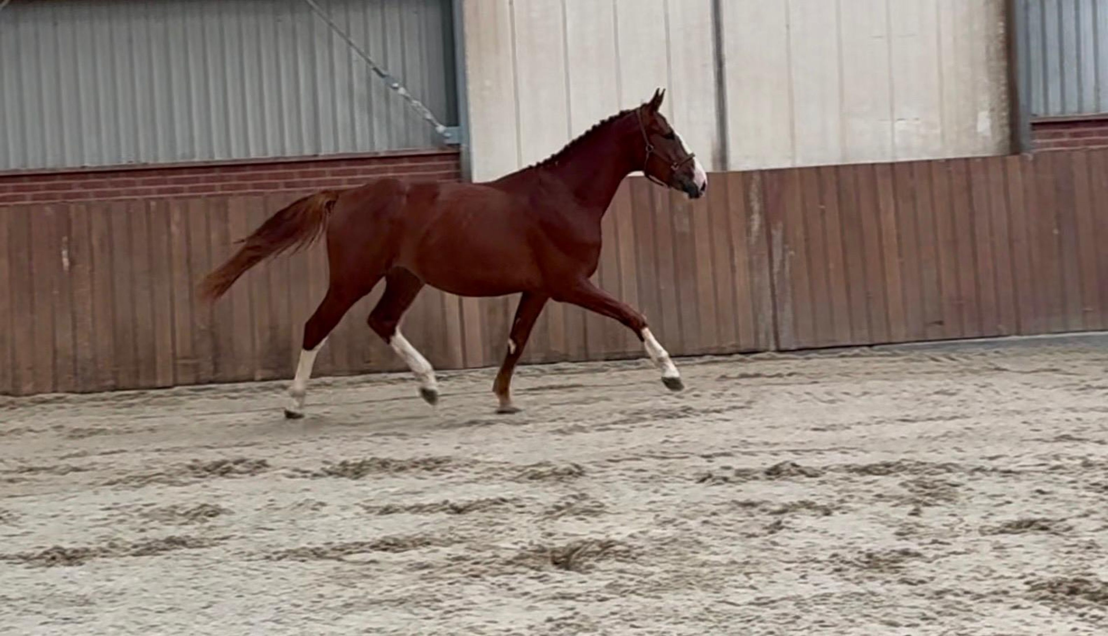 Tattoo HDP (SANTANO x QUIDAM DE REVEL) - Image 12