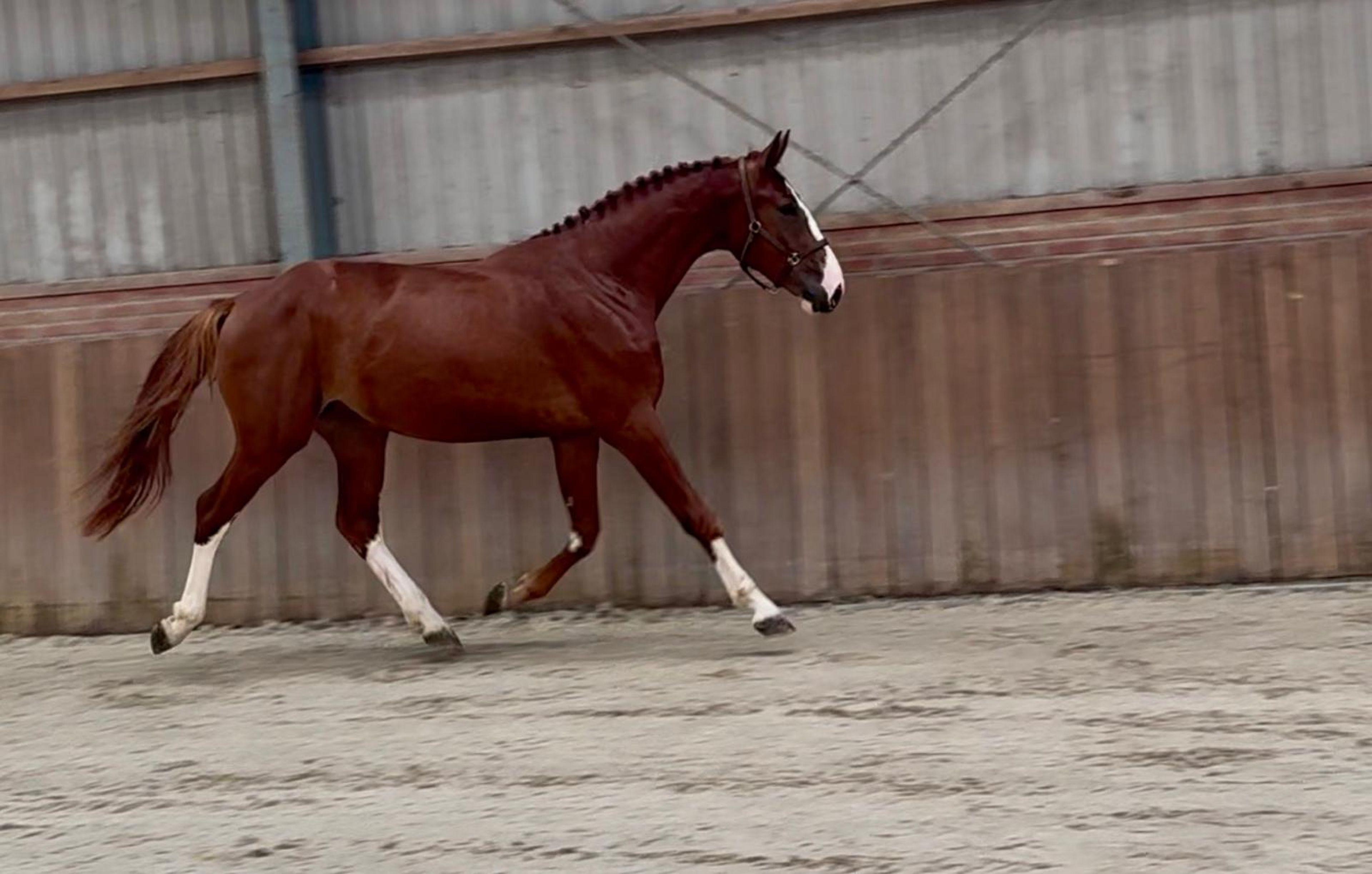 Tattoo HDP (SANTANO x QUIDAM DE REVEL) - Image 13