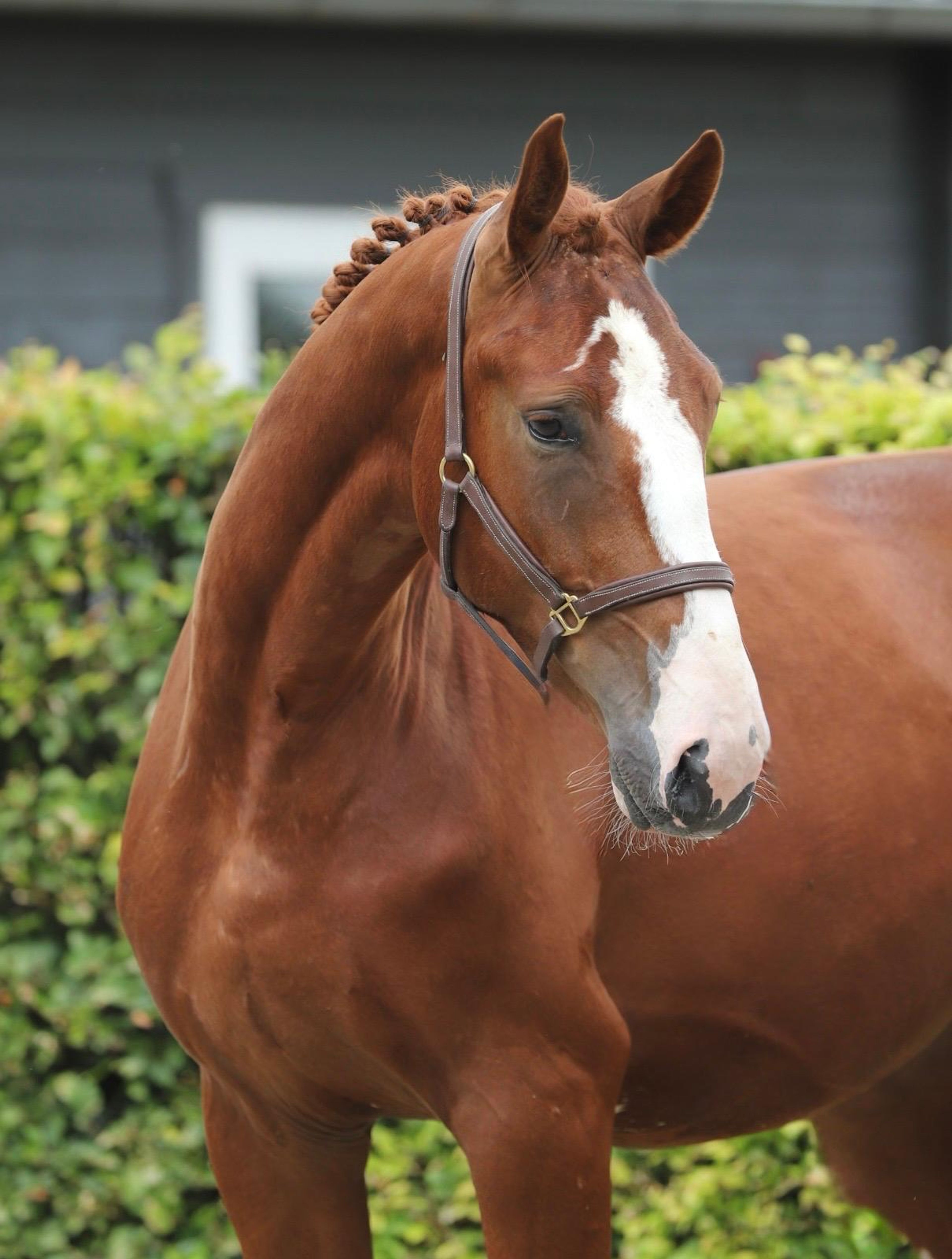 Tattoo HDP (SANTANO x QUIDAM DE REVEL) - Image 17
