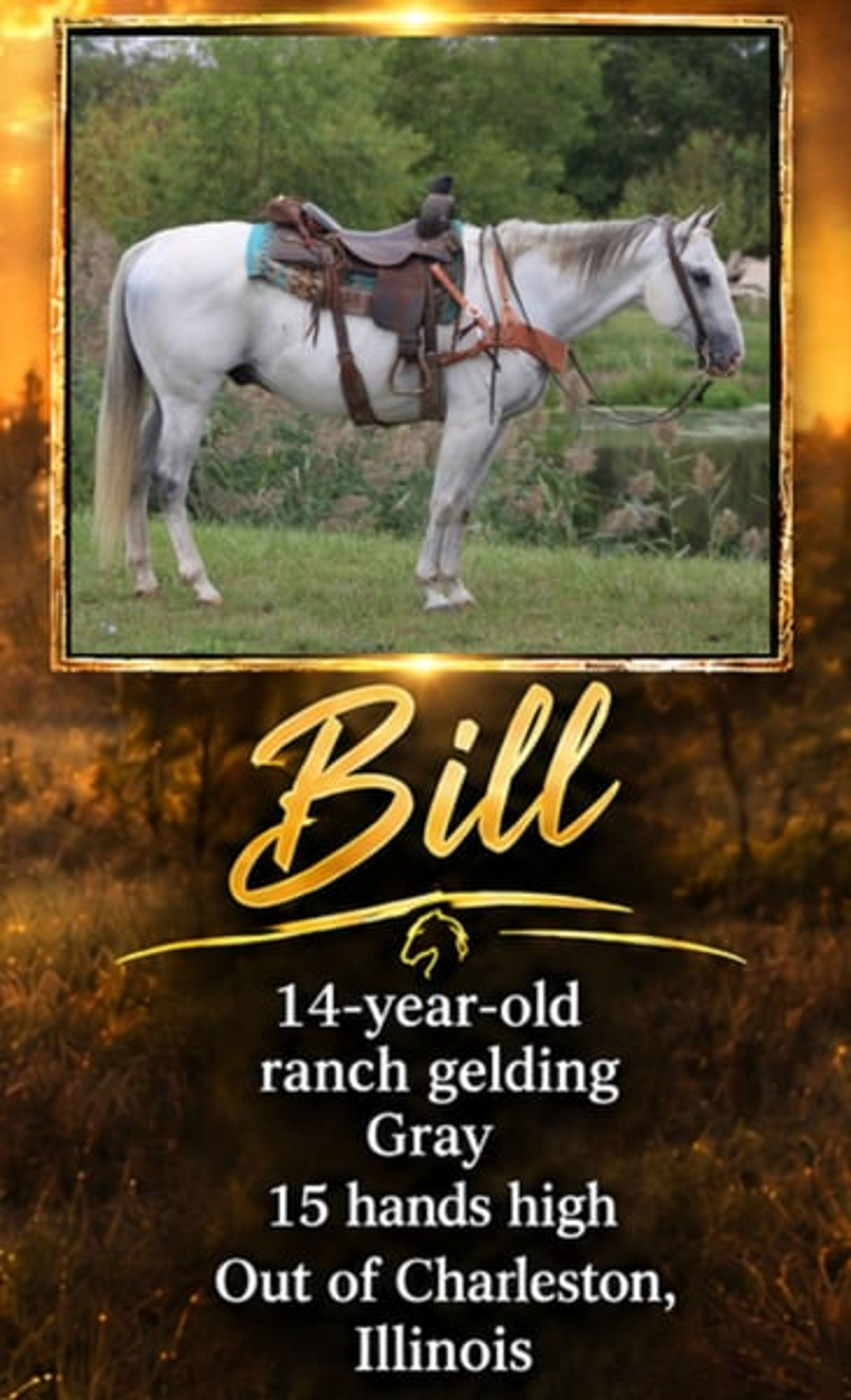 Bill: A well-traveled ranch gelding with real-world experience