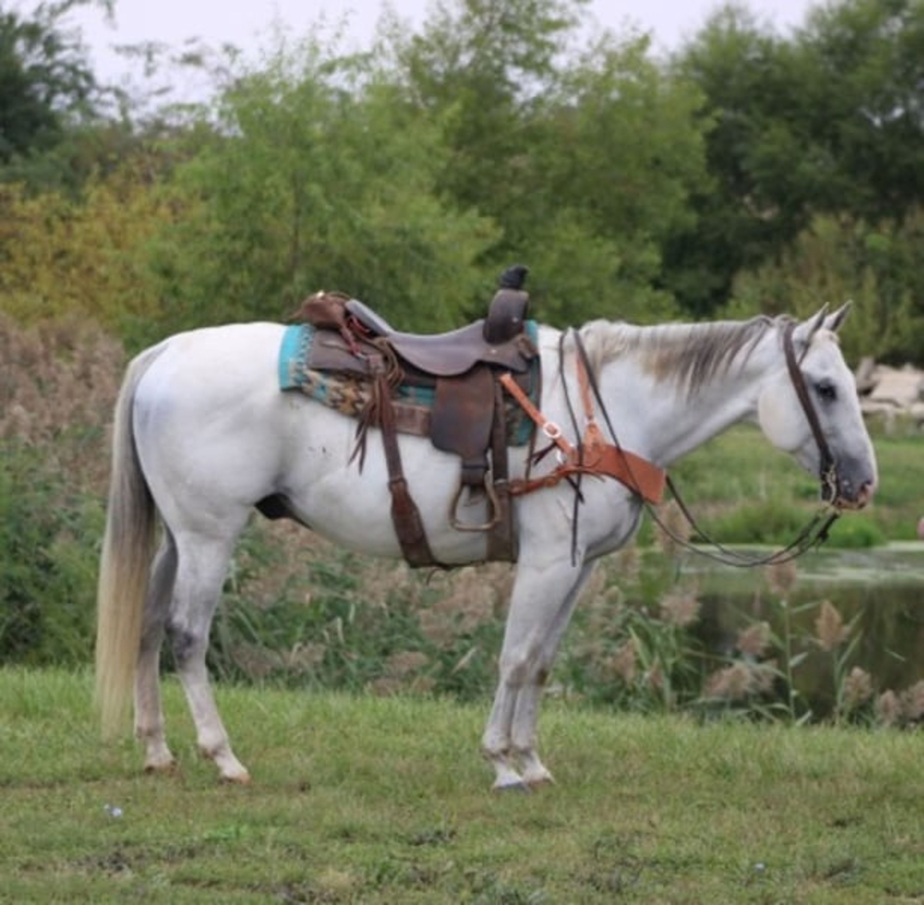 Bill: A well-traveled ranch gelding with real-world experience - Image 2