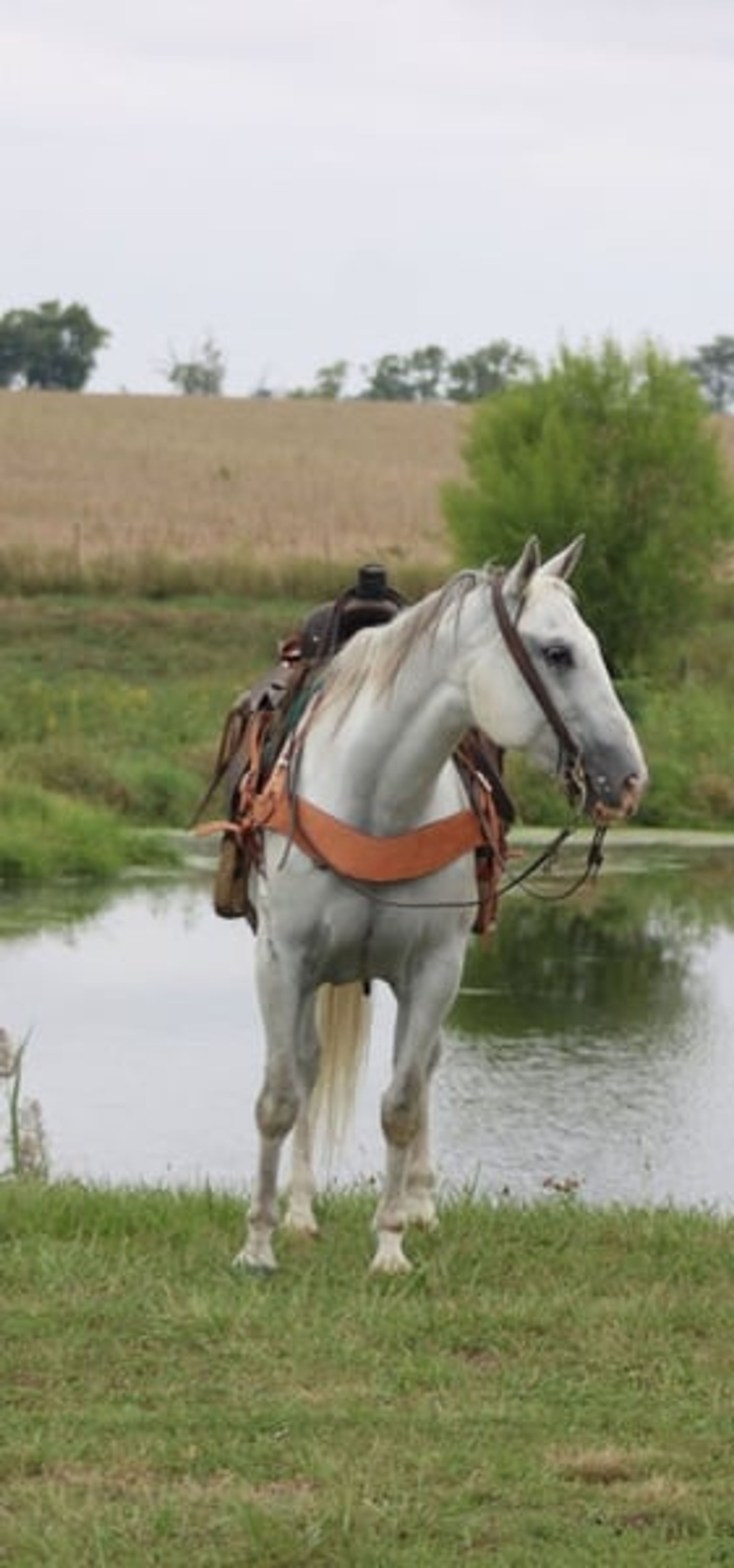 Bill: A well-traveled ranch gelding with real-world experience - Image 3
