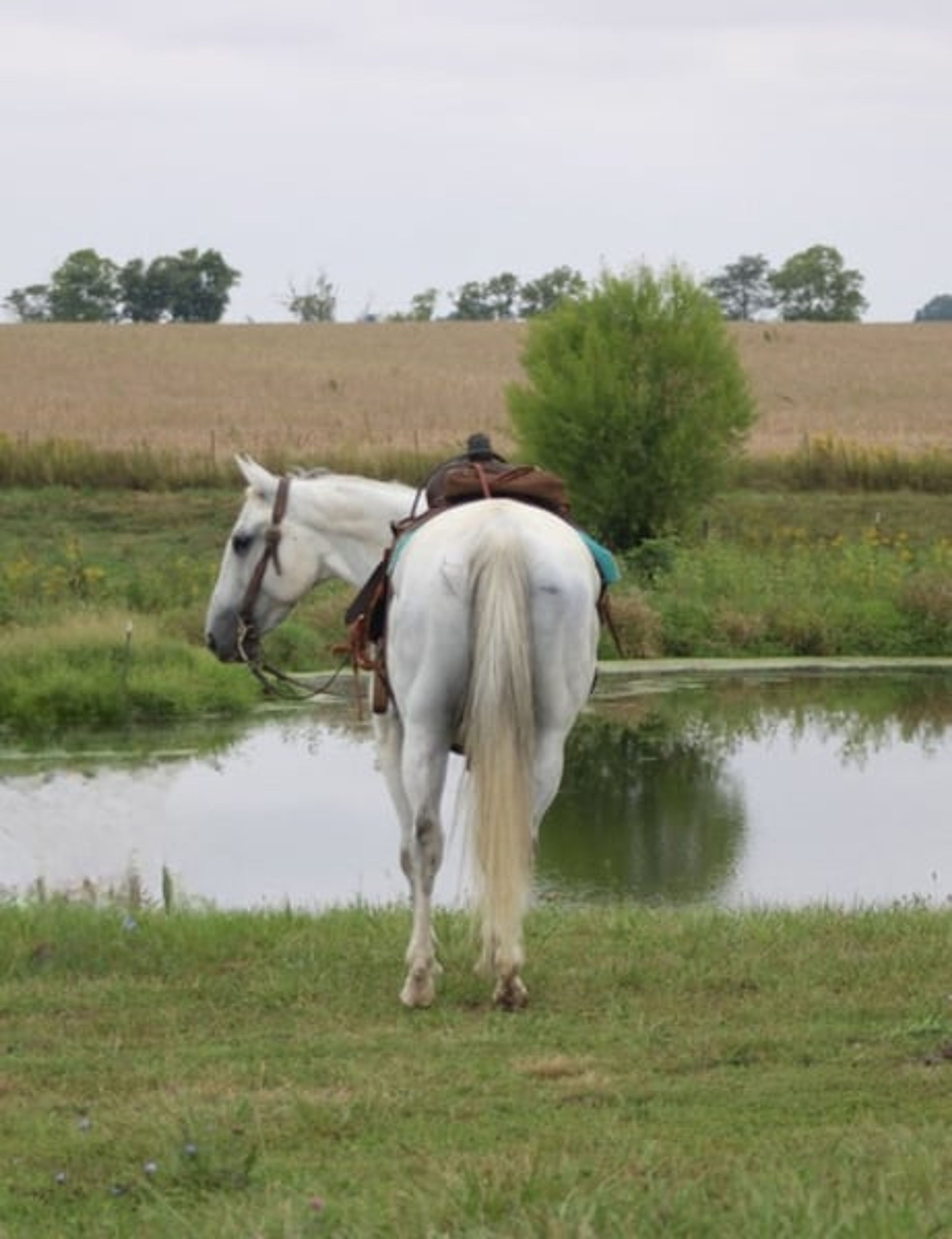 Bill: A well-traveled ranch gelding with real-world experience - Image 4