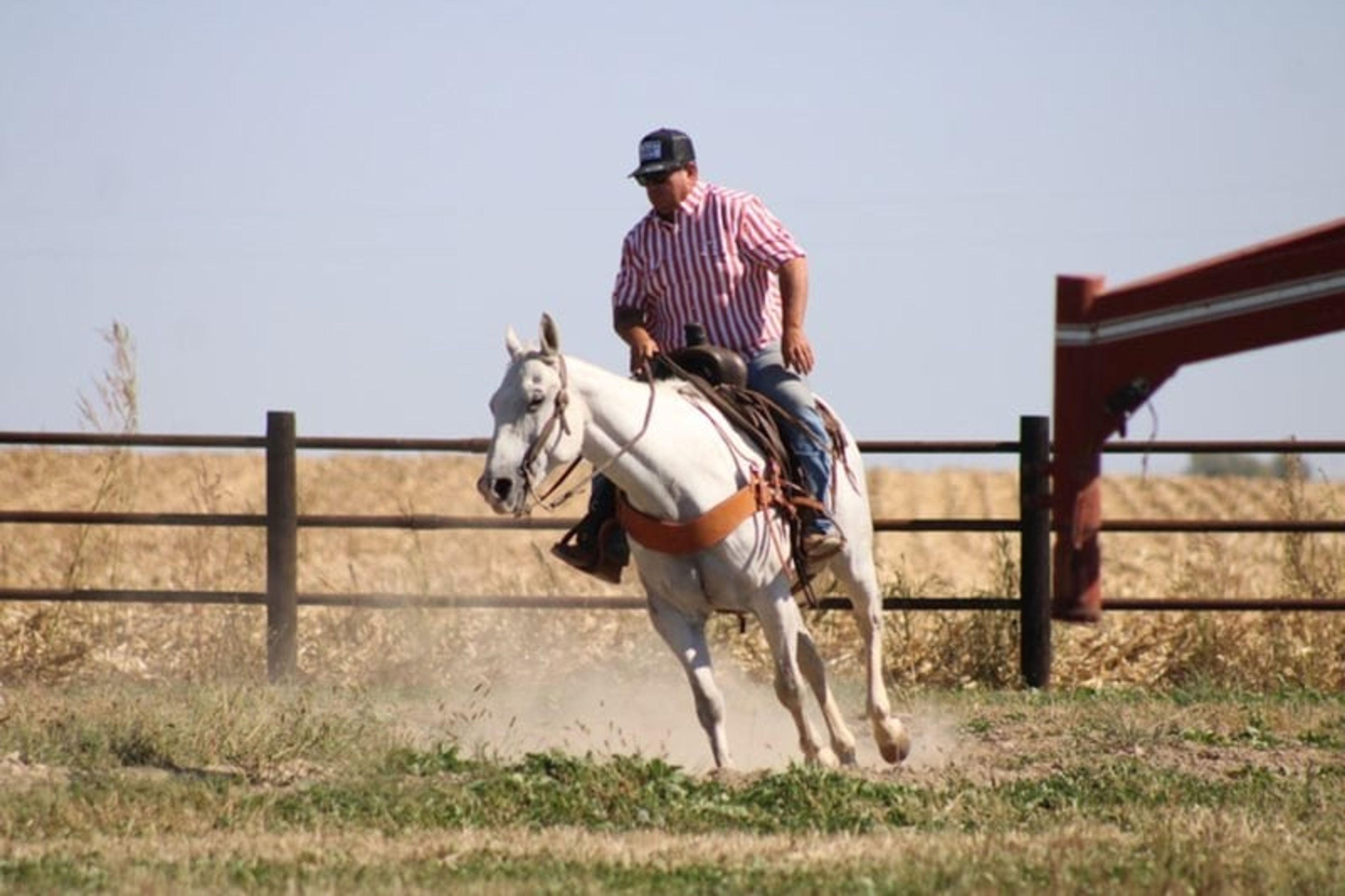 Bill: A well-traveled ranch gelding with real-world experience - Image 5