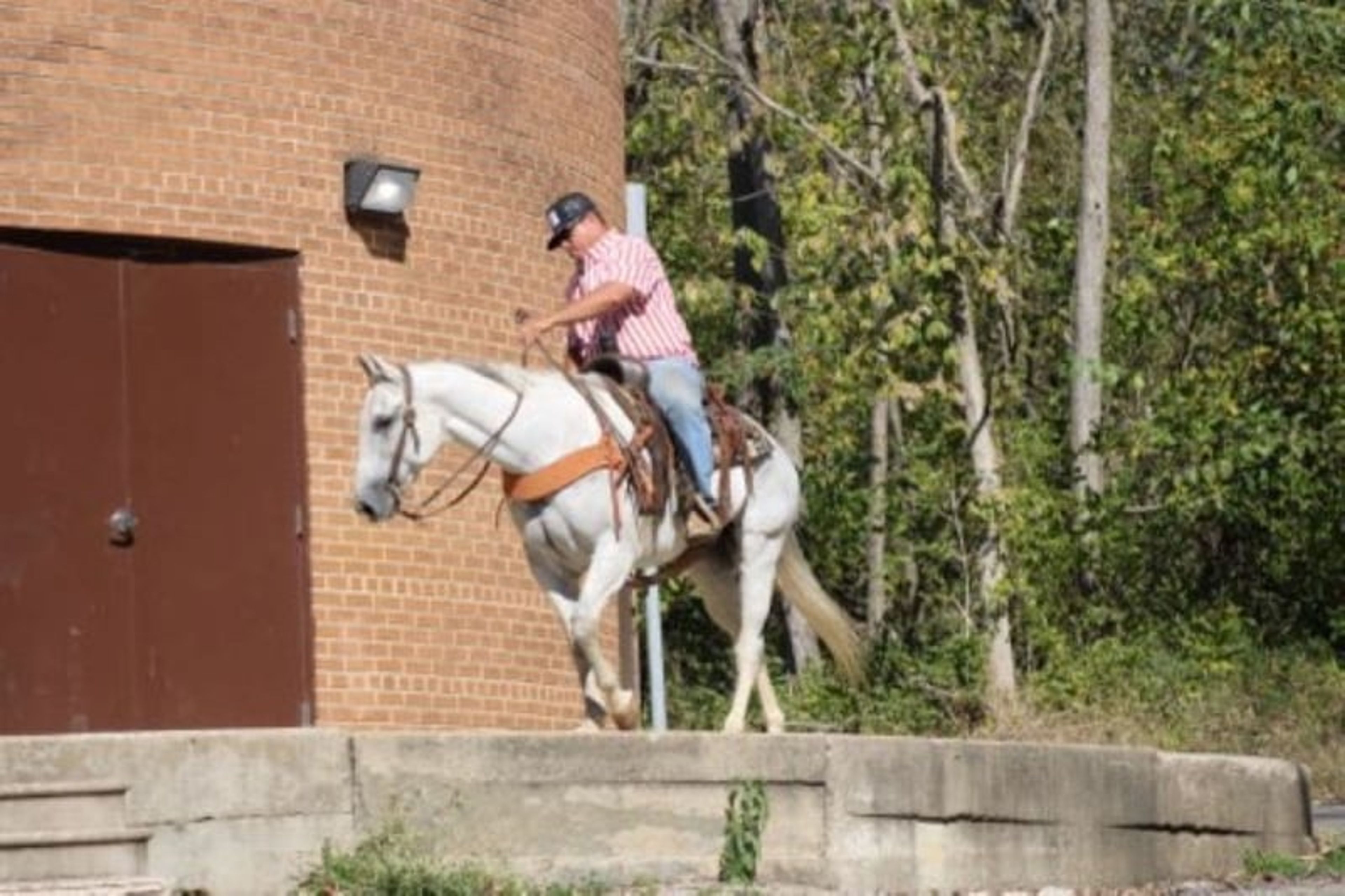 Bill: A well-traveled ranch gelding with real-world experience - Image 10