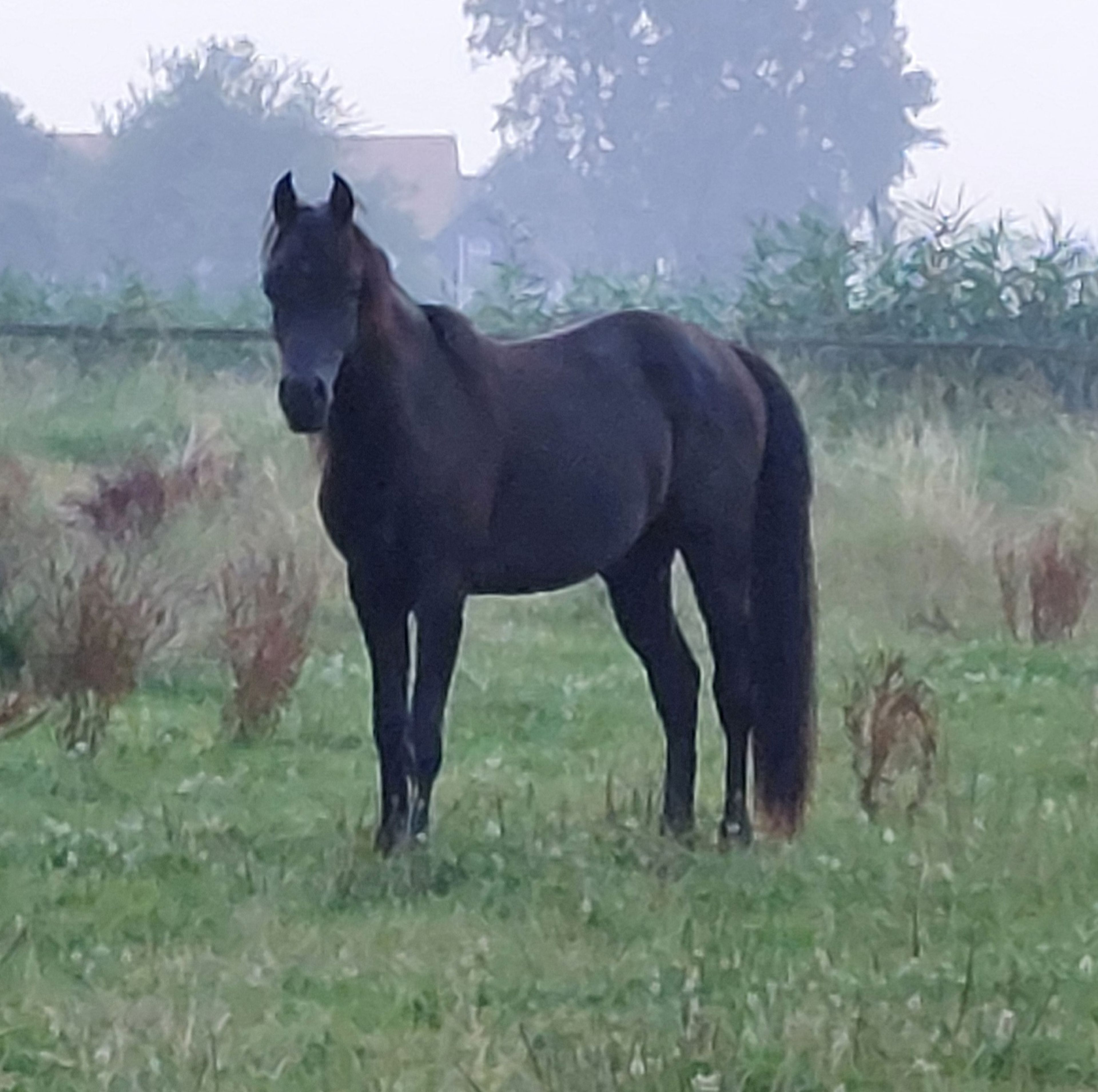 Mon magnifique Ami - Image 5