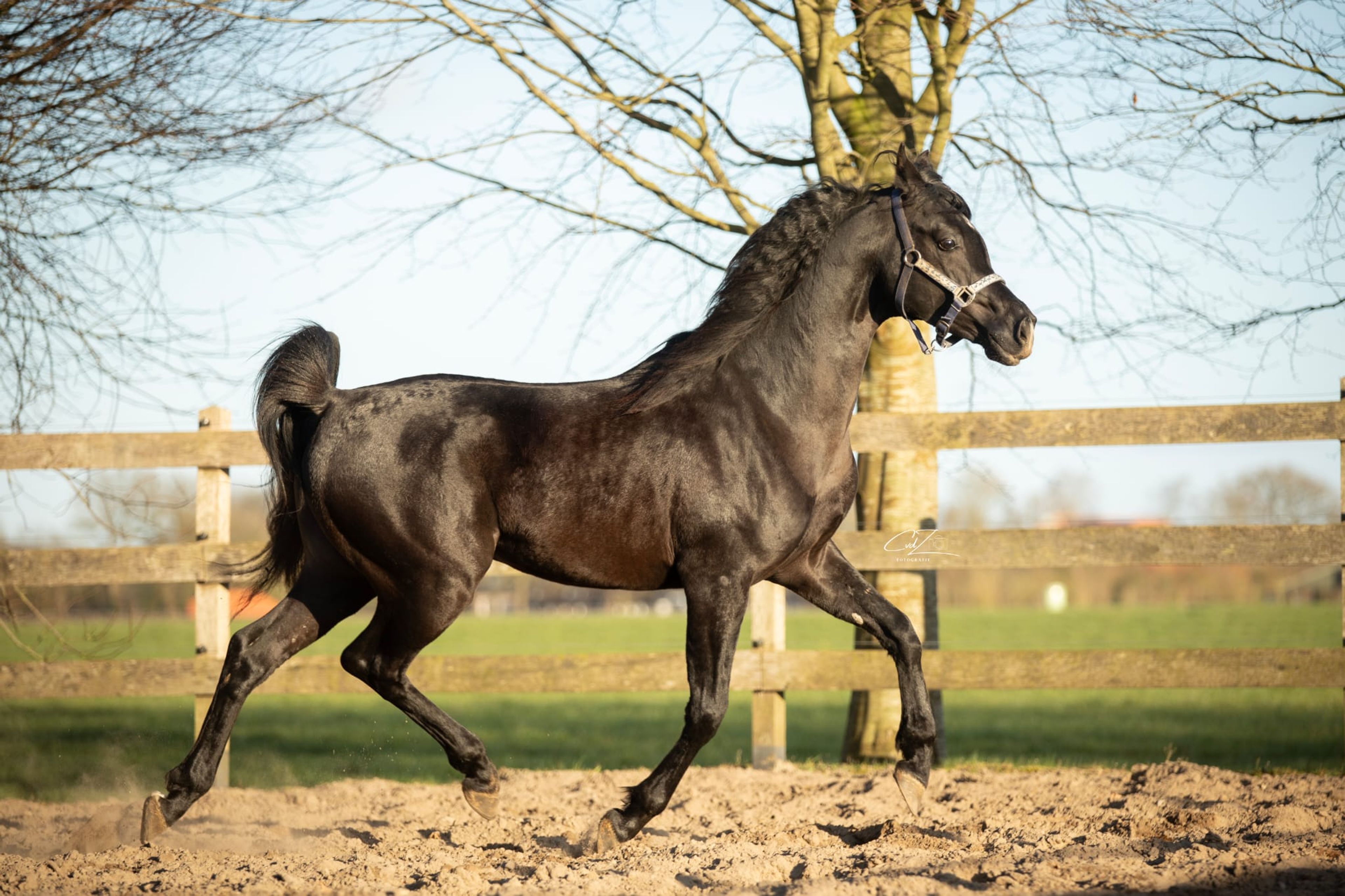 Mon magnifique Ami - Image 4