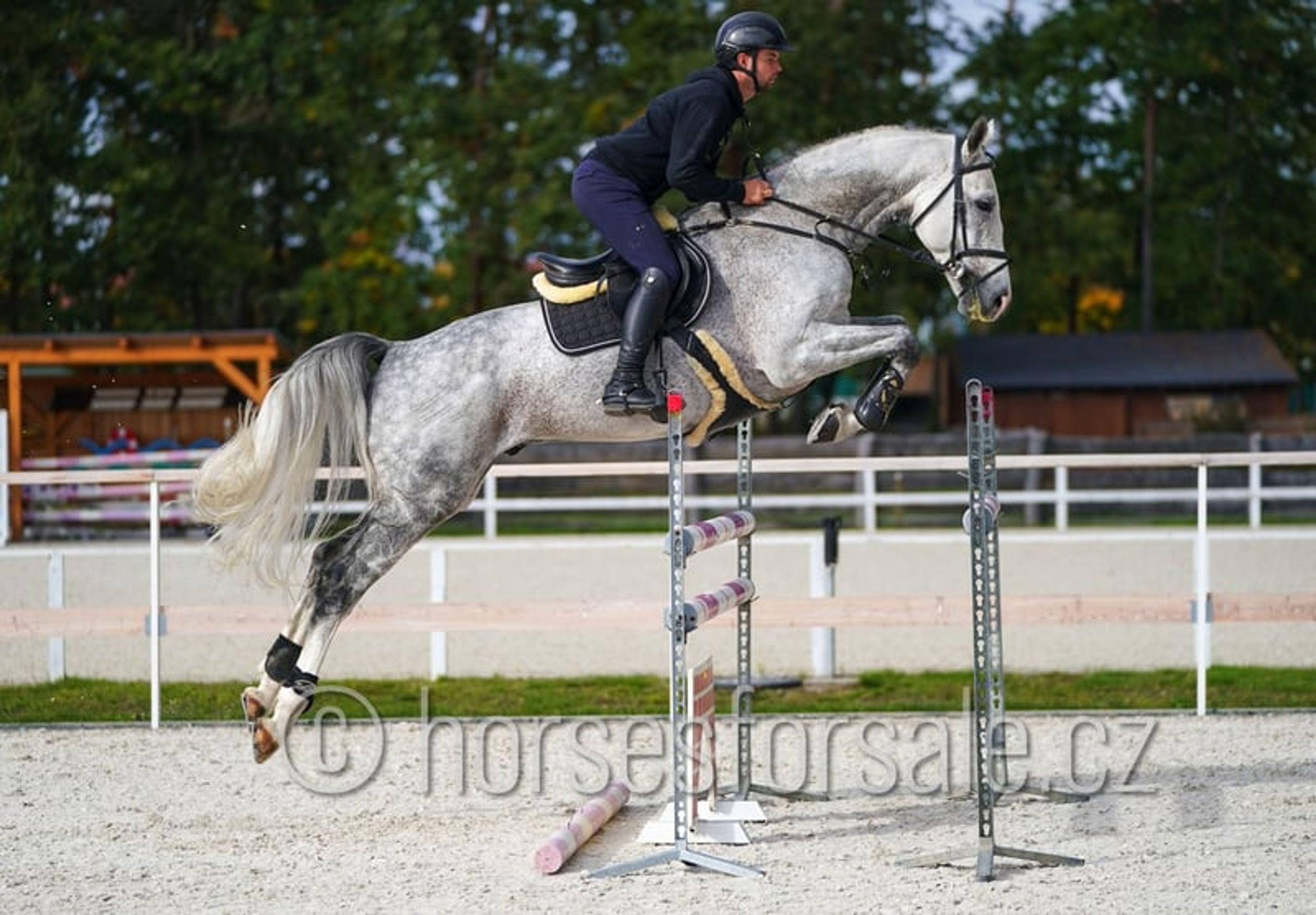 Show jumping horse with perfect jumping technique and presence