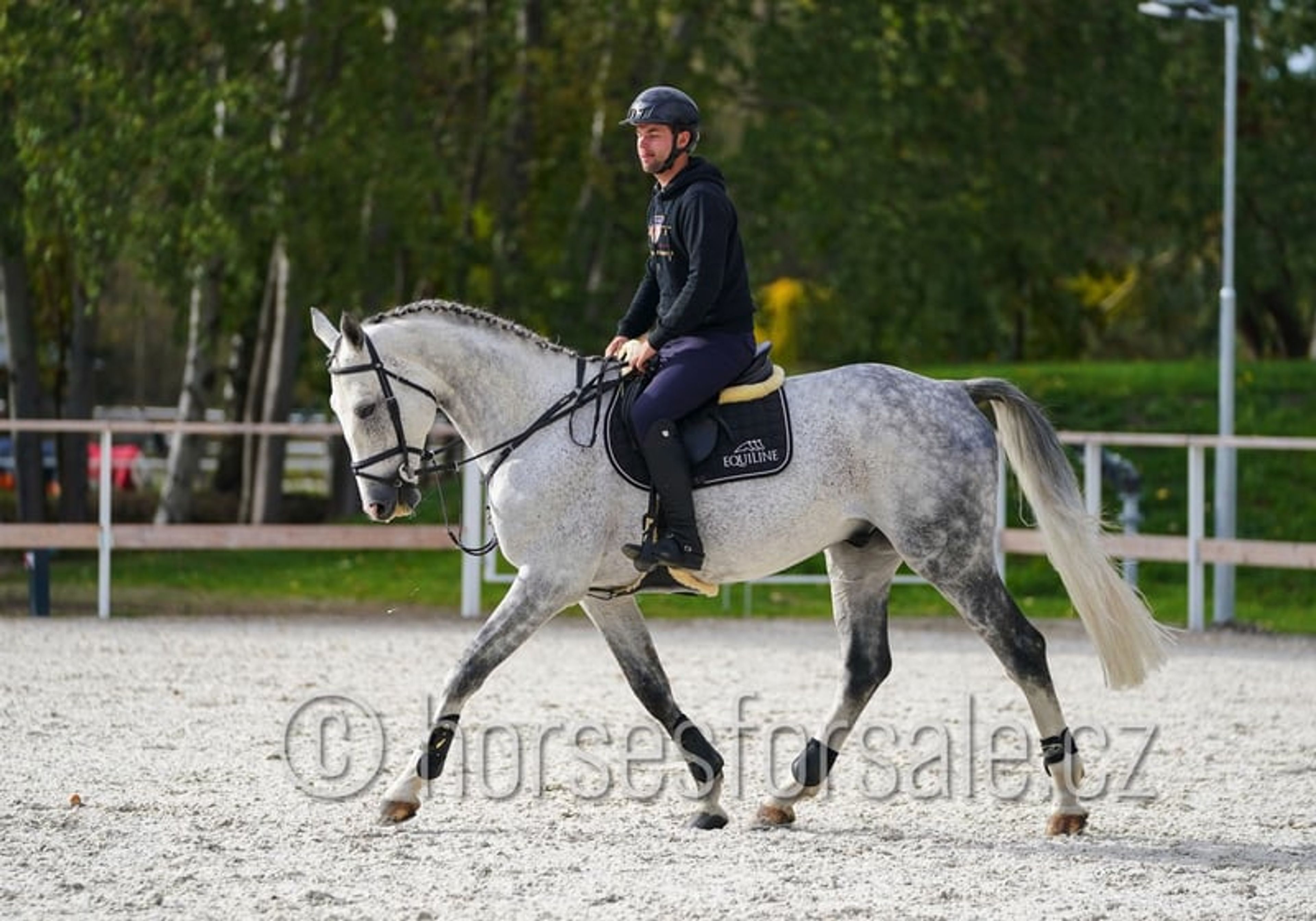 Show jumping horse with perfect jumping technique and presence video 2