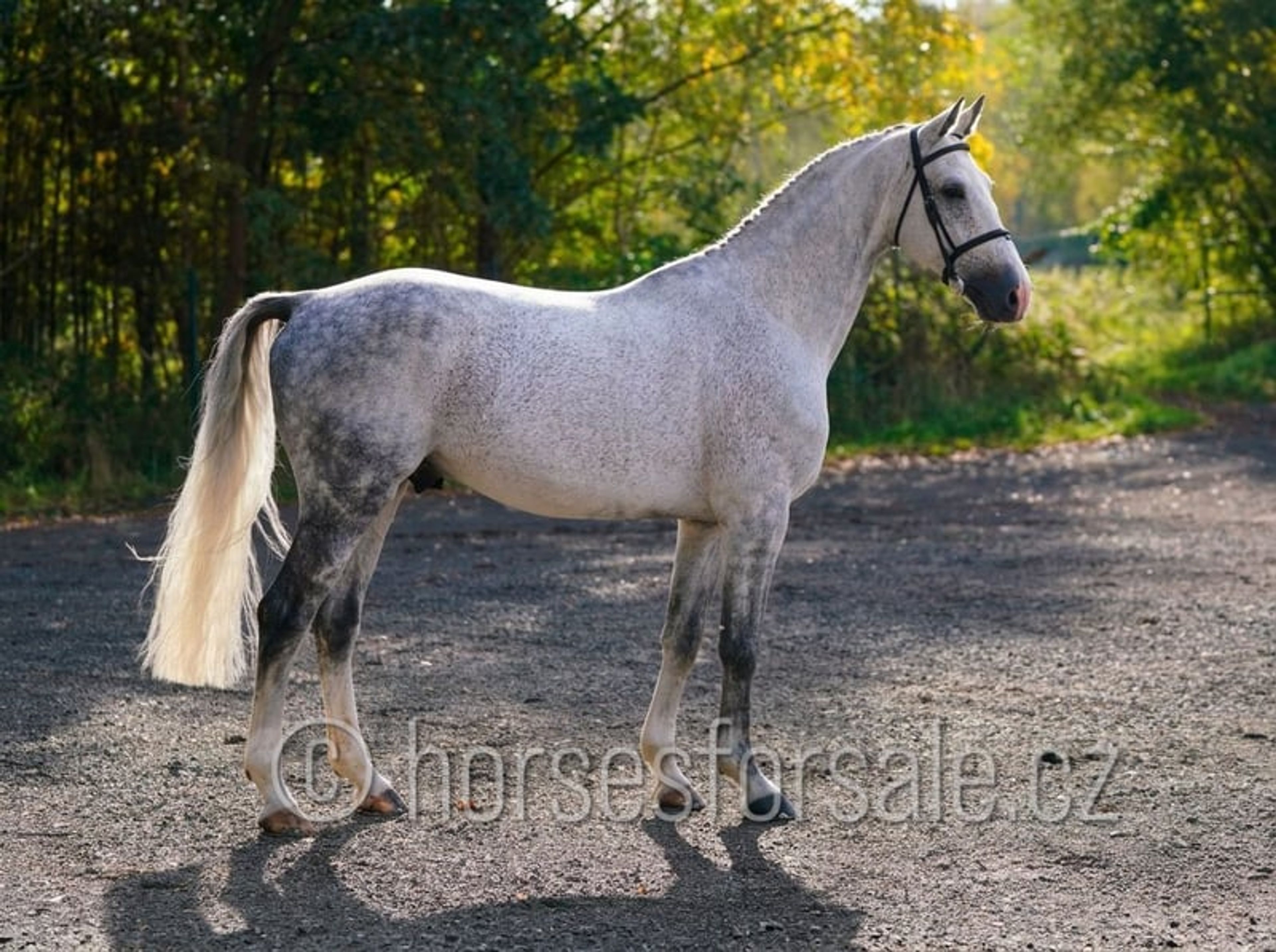 Show jumping horse with perfect jumping technique and presence - Image 3
