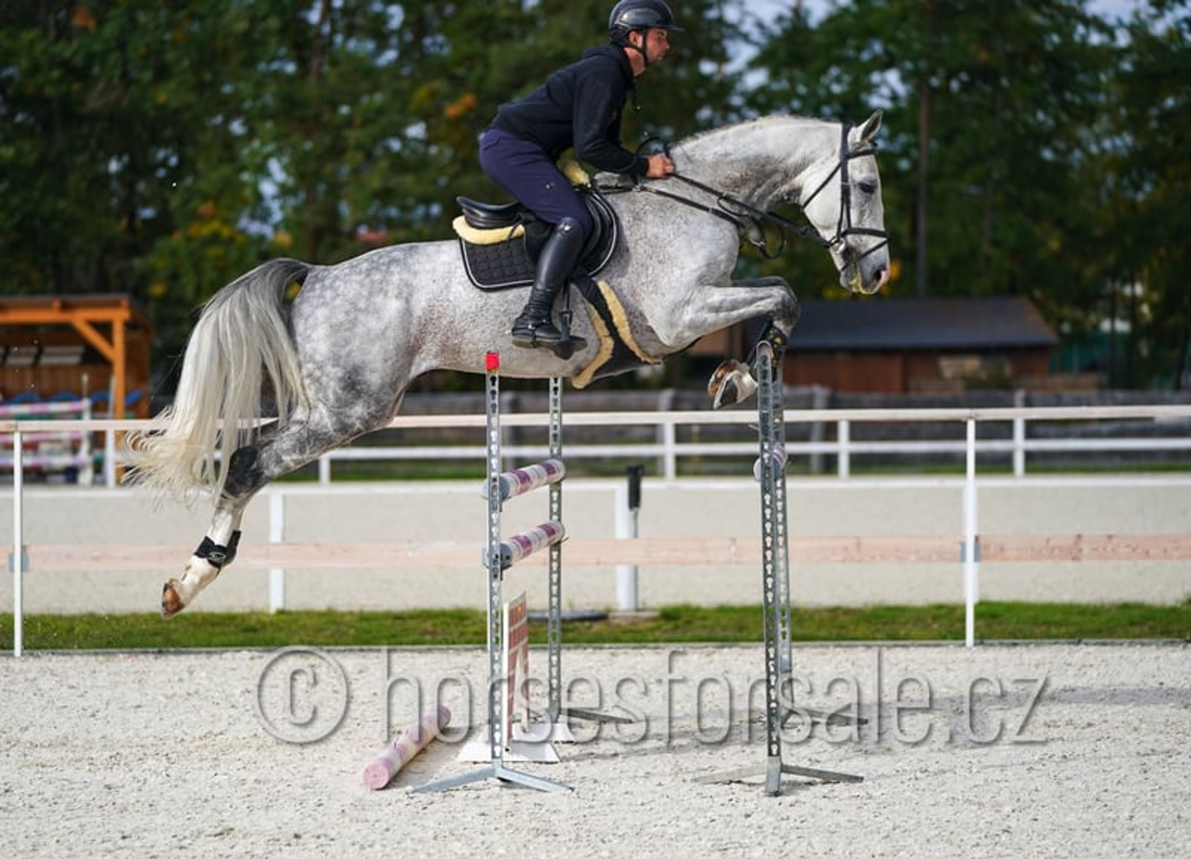 Show jumping horse with perfect jumping technique and presence - Image 4