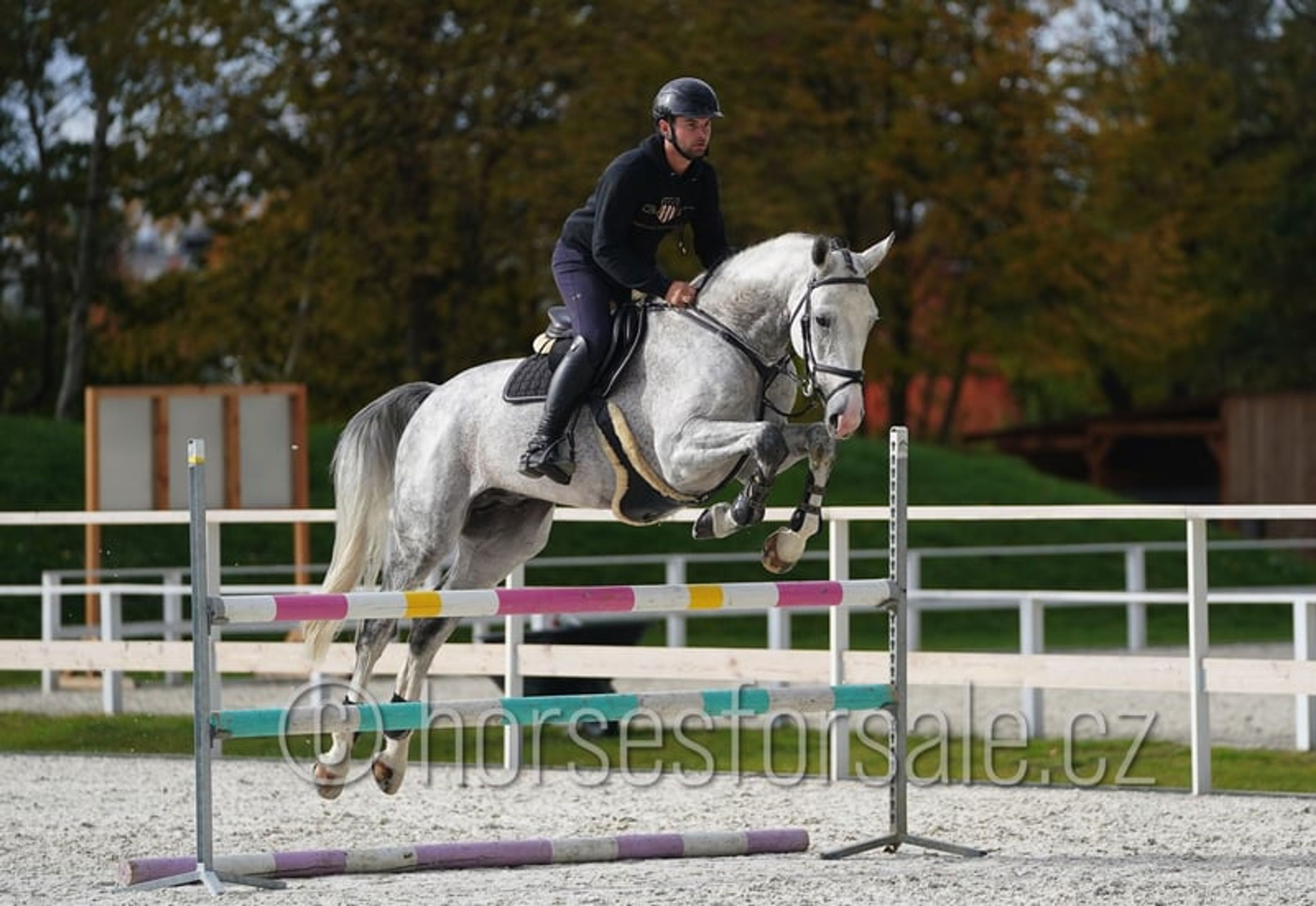 Show jumping horse with perfect jumping technique and presence - Image 5