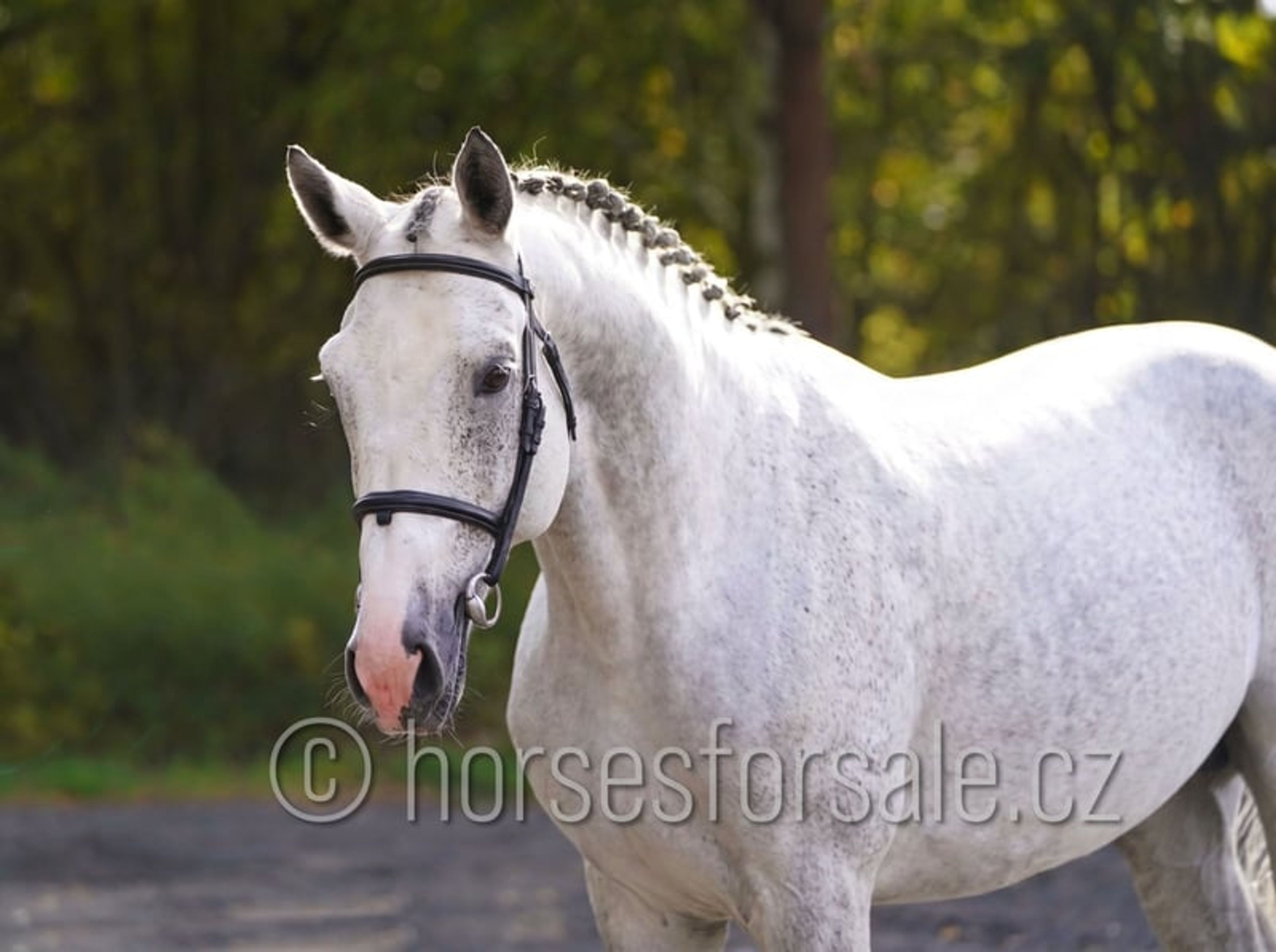 Show jumping horse with perfect jumping technique and presence - Image 6