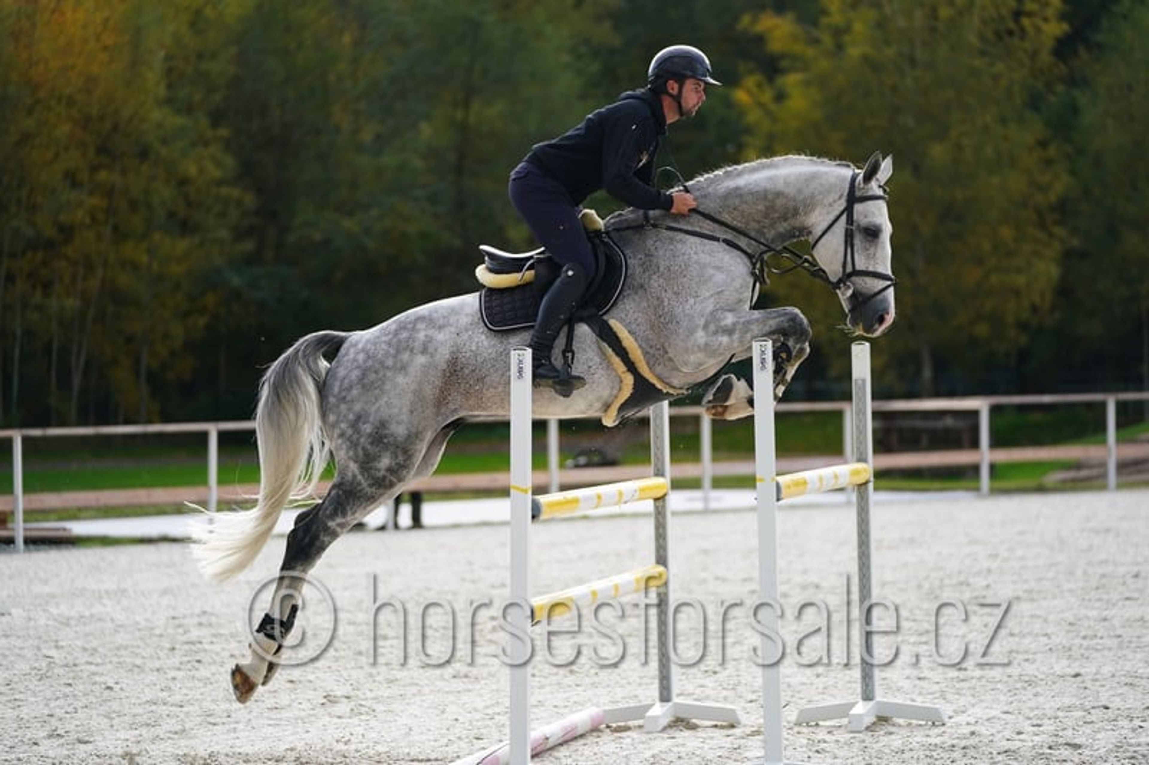Show jumping horse with perfect jumping technique and presence - Image 7
