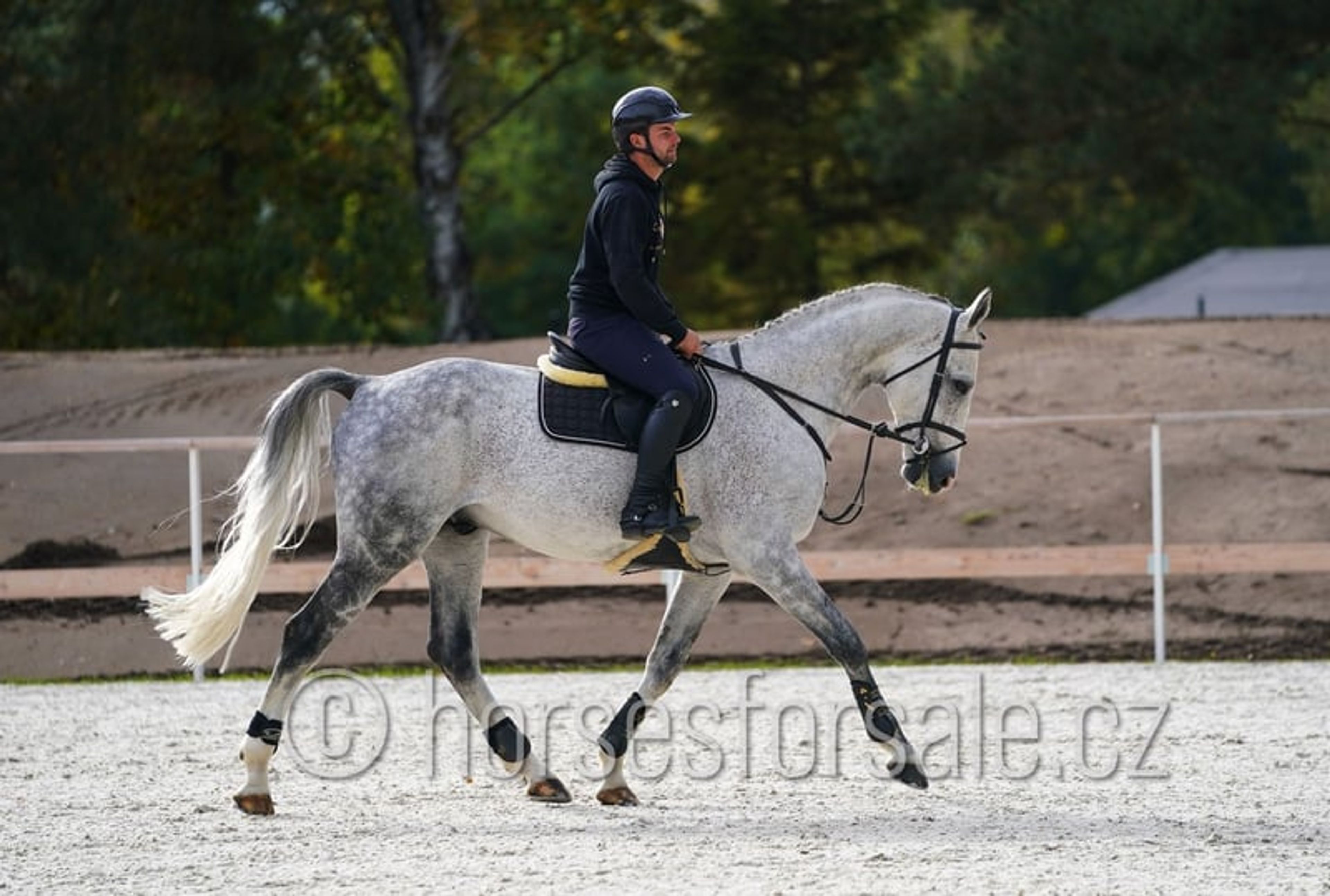 Show jumping horse with perfect jumping technique and presence - Image 8