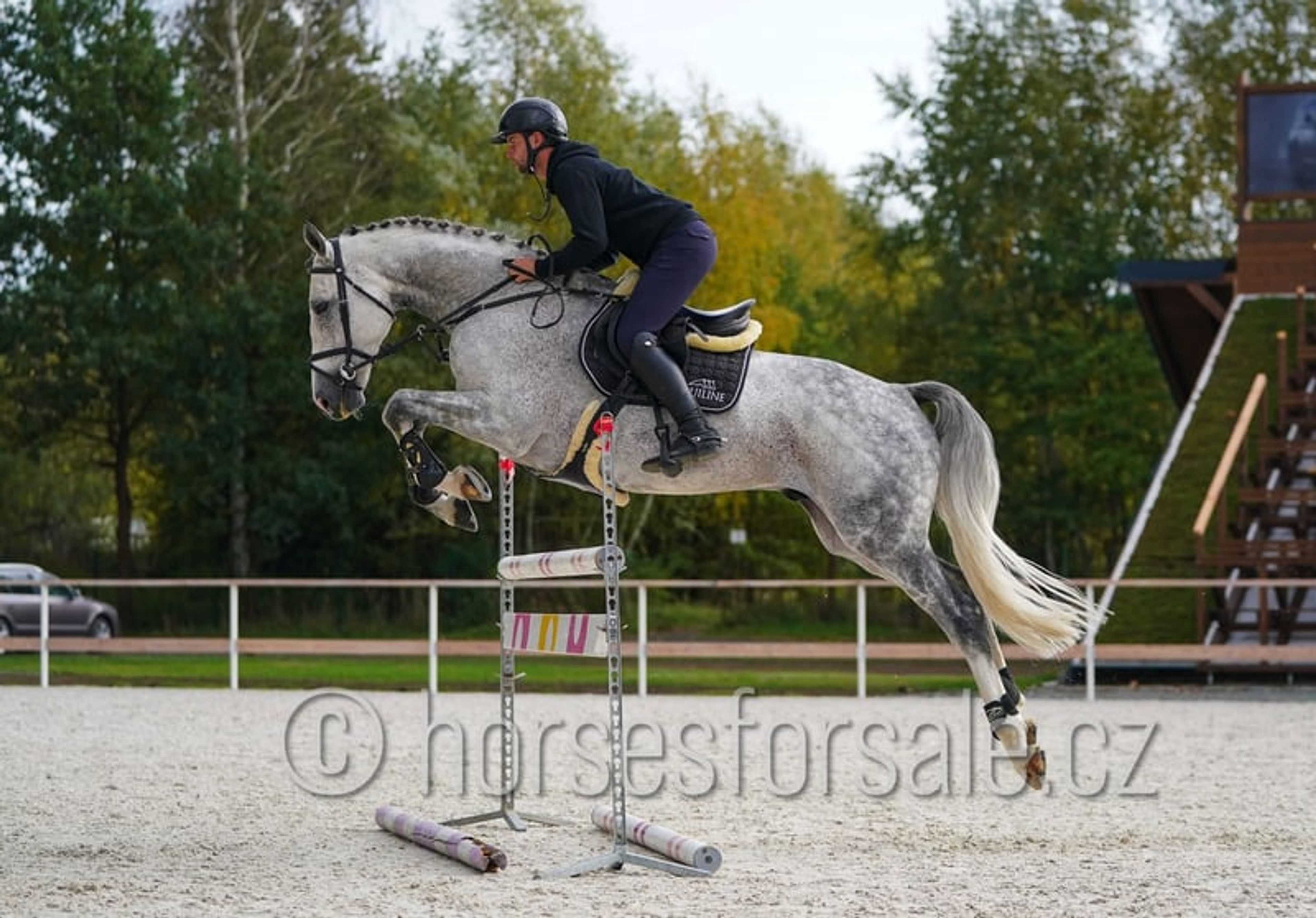 Show jumping horse with perfect jumping technique and presence - Image 9