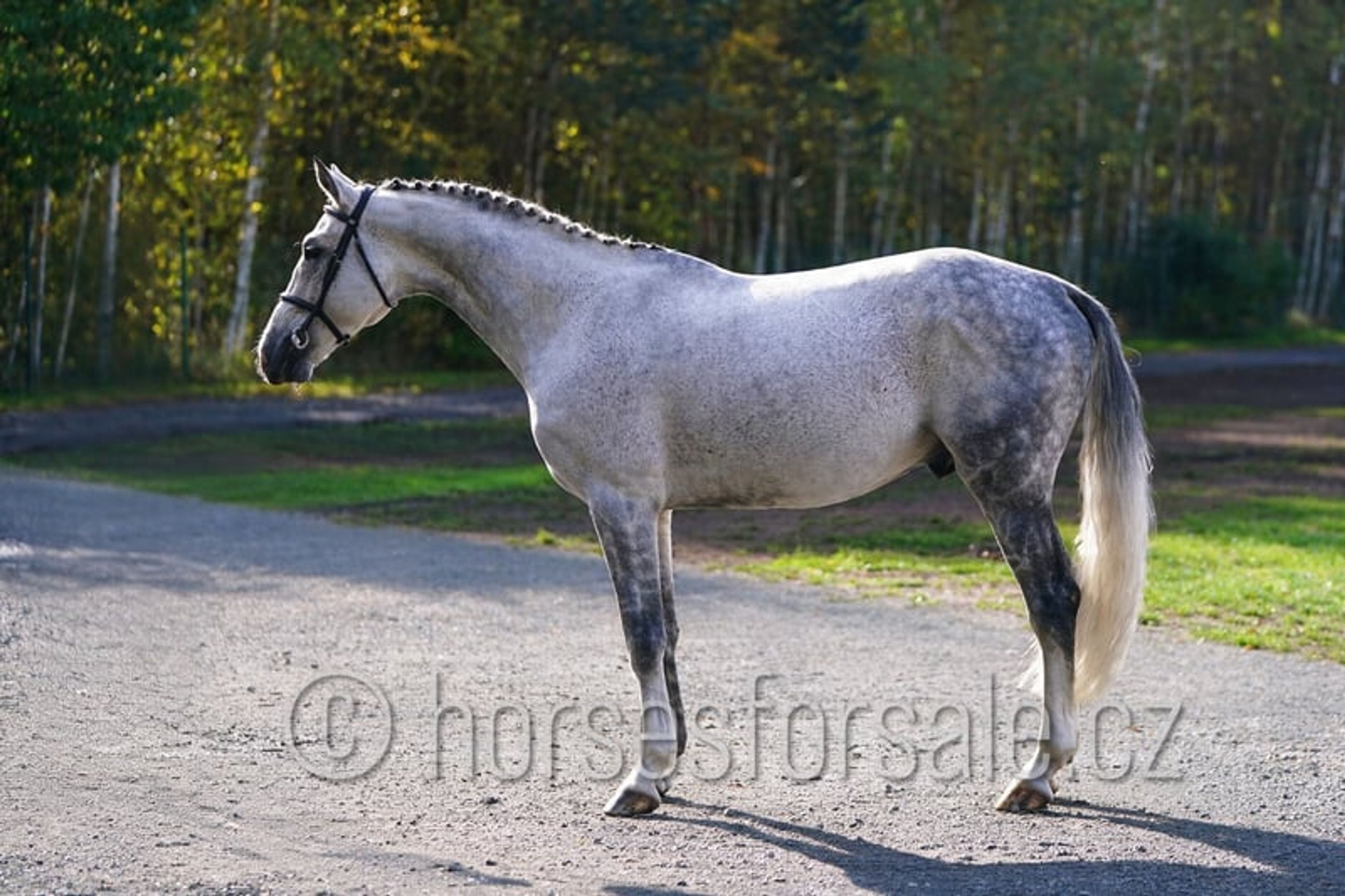 Show jumping horse with perfect jumping technique and presence - Image 10