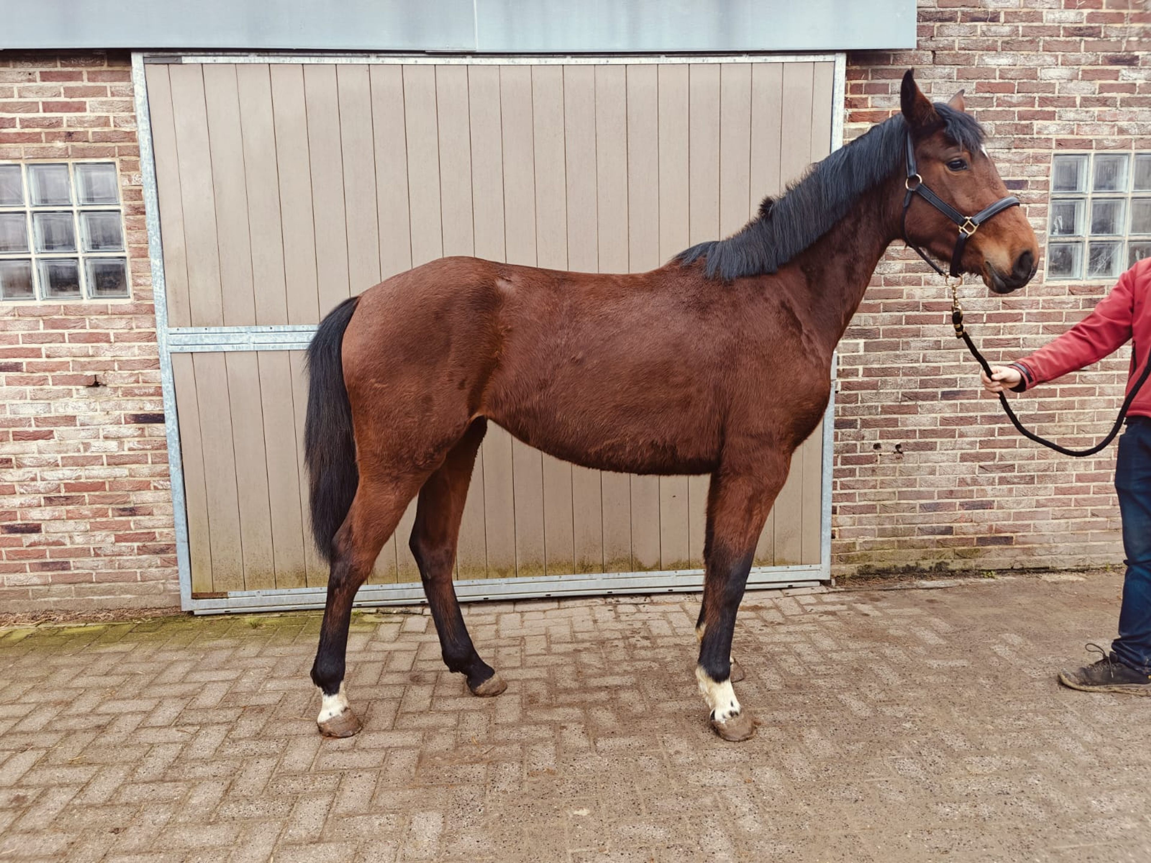 Athena VD Wilgenhoeve ☆ (THIO VAN T & L x H&M CHILLI WILLI) - Image 2