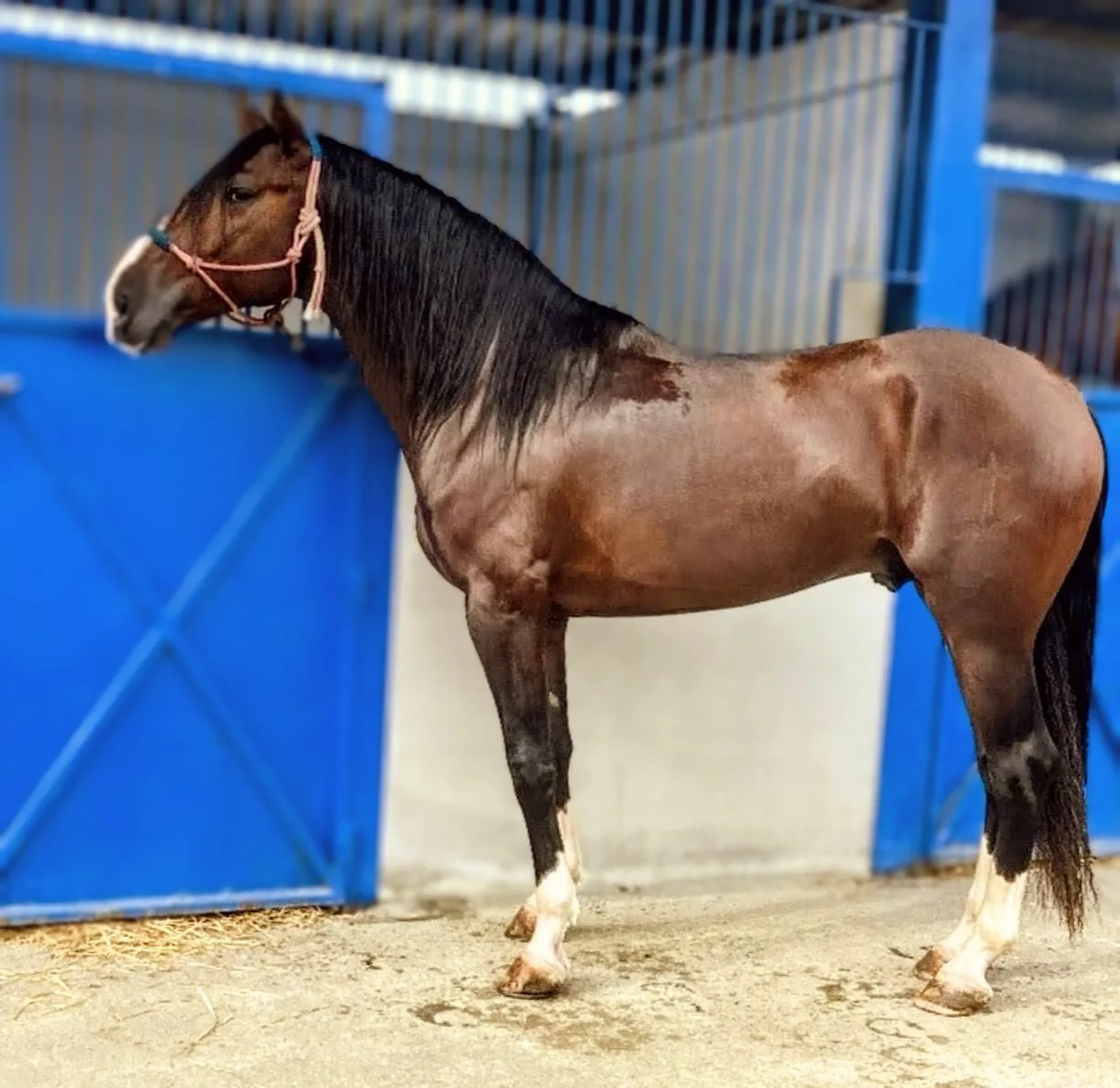 Bolero - Image 1