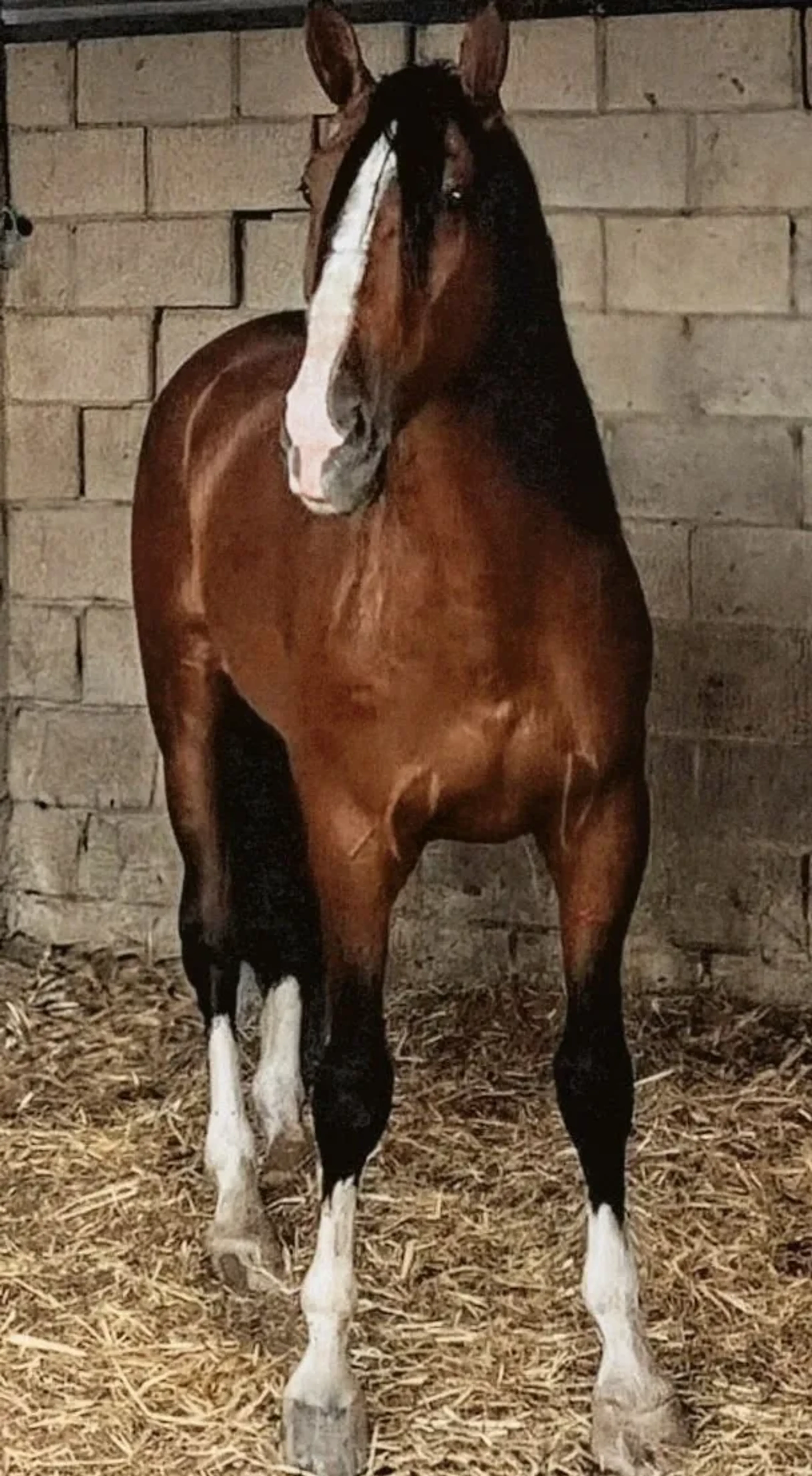 Bolero - Image 1