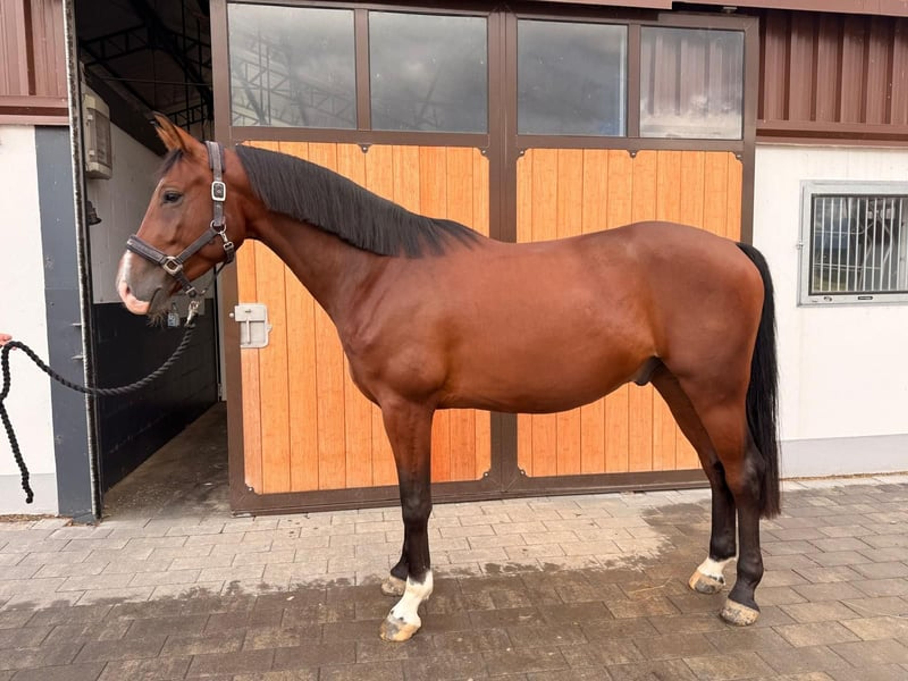 4-year-old gelding by Collestus - Image 1