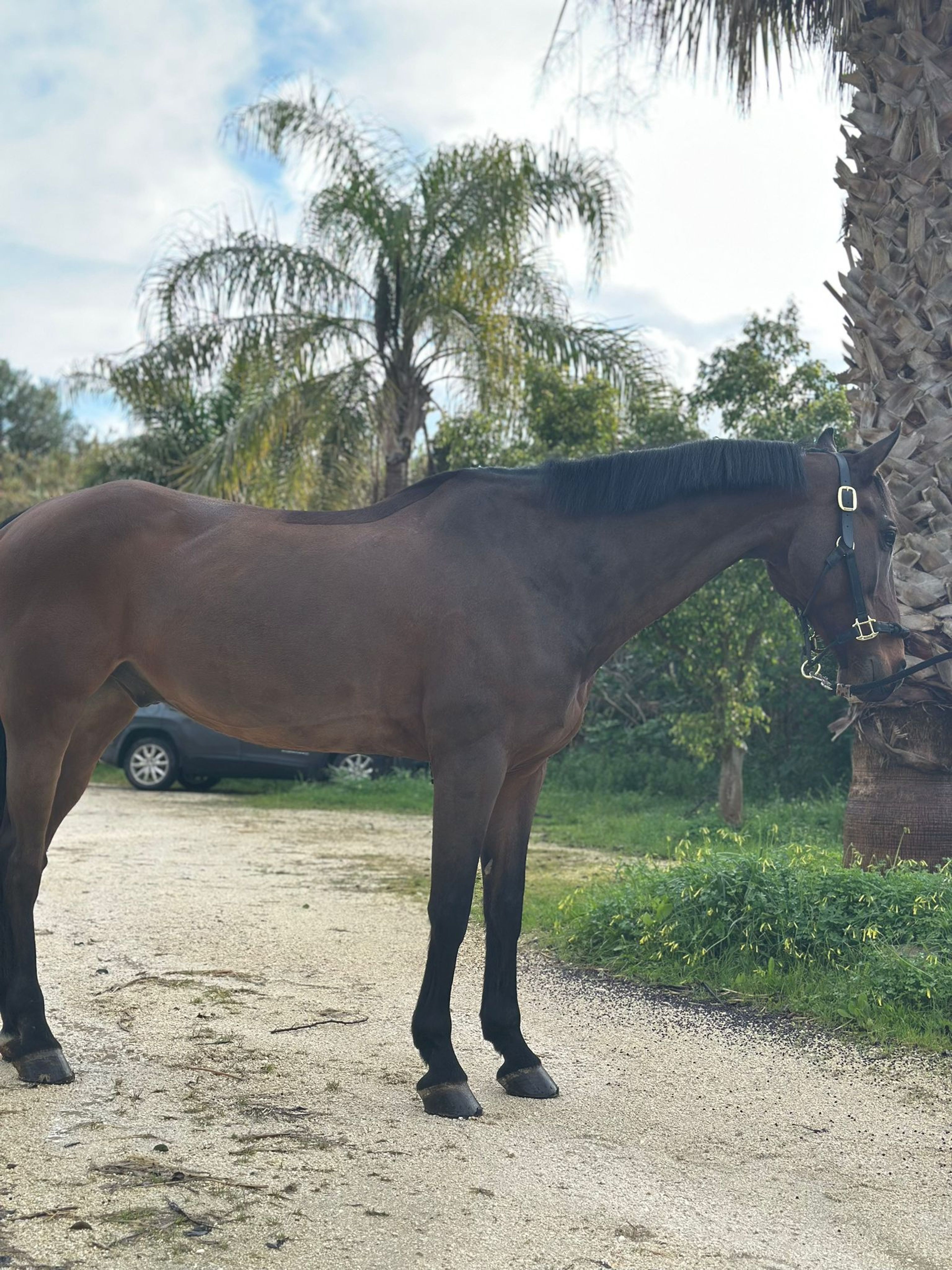 Quality Jump (QUALITY TIME TN x DIARADO) - Image 2