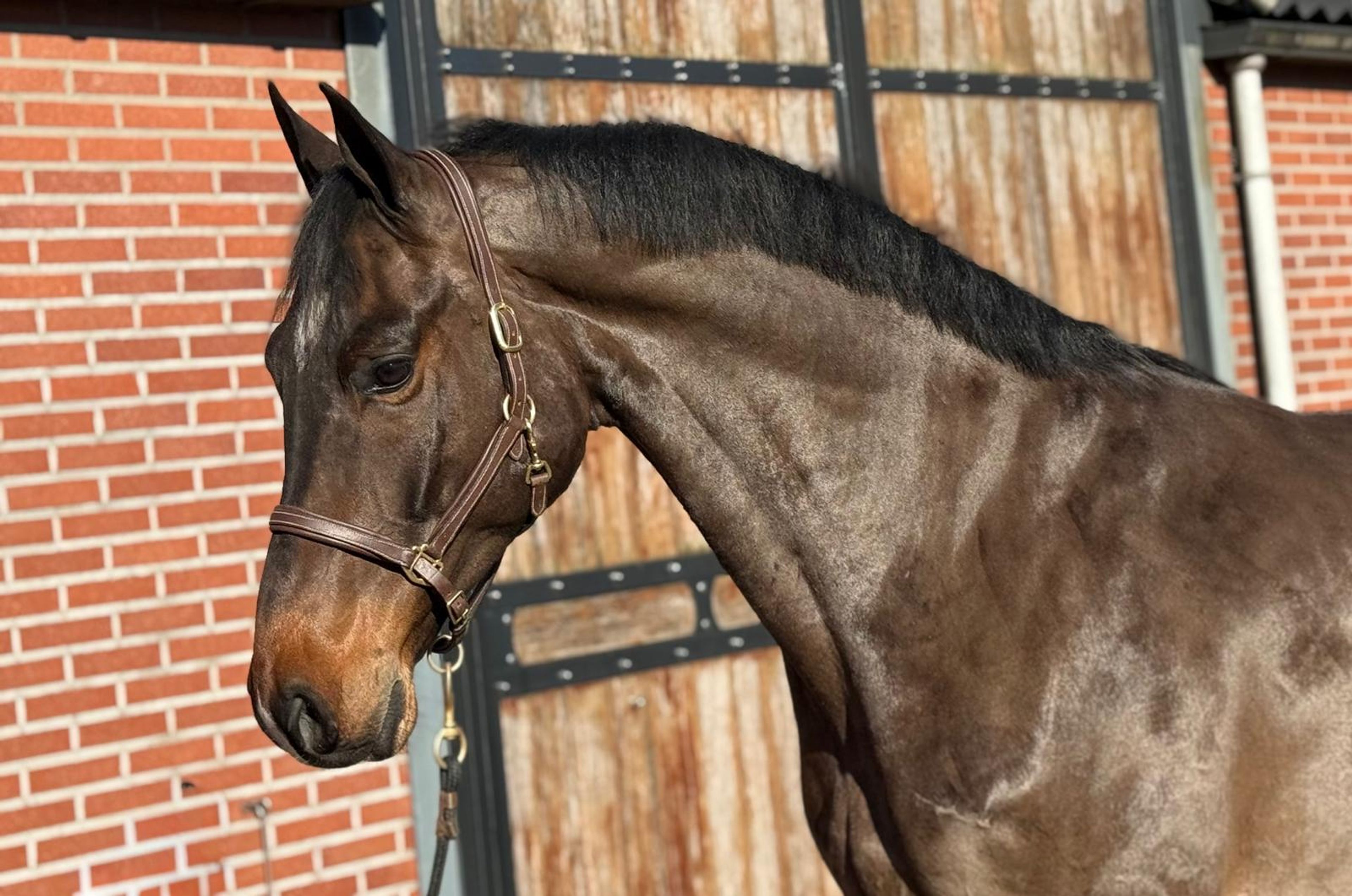 Chabalu PS (CHACCOON BLUE x CARESINNI L) - Image 2