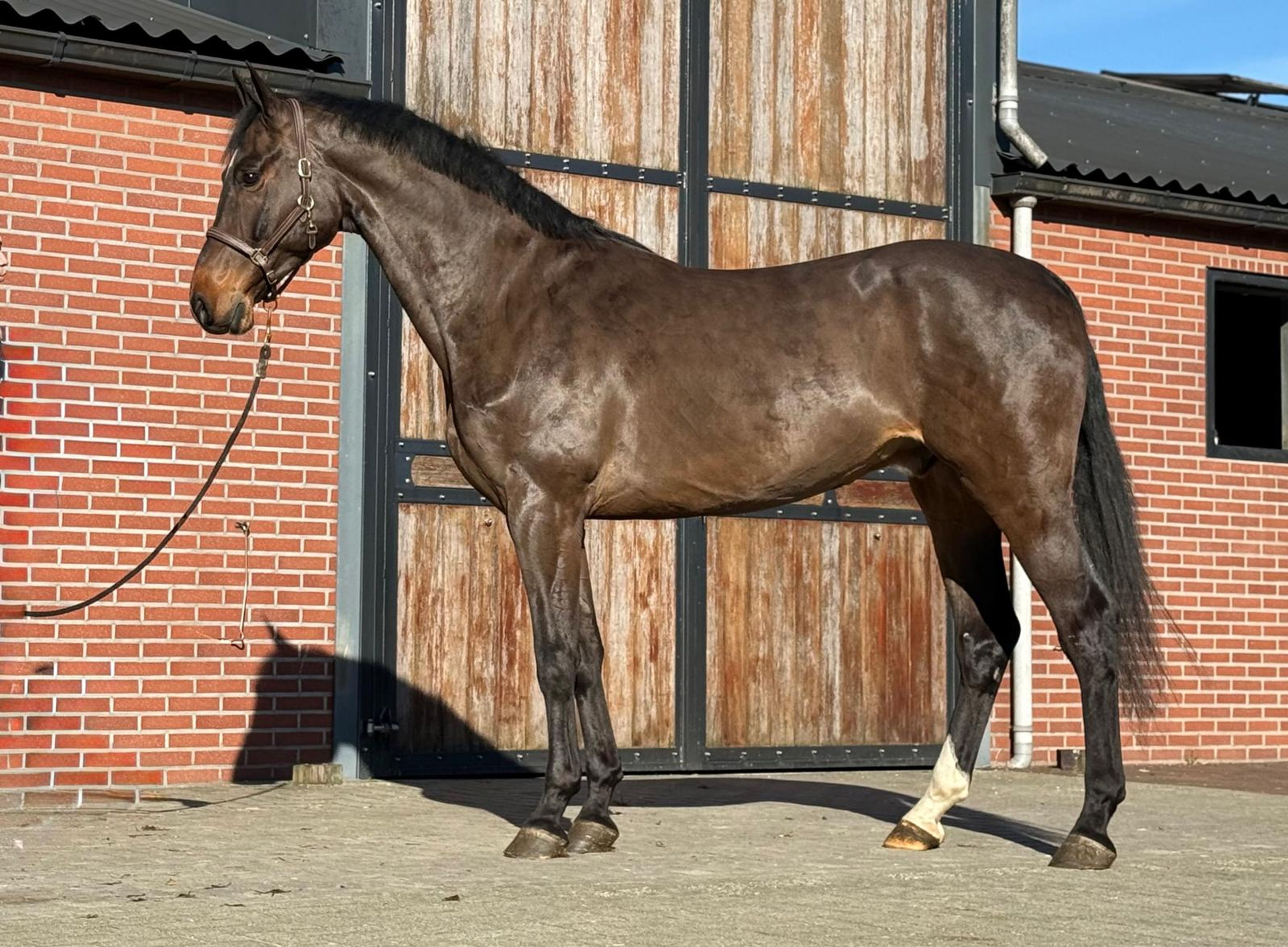 Chabalu PS (CHACCOON BLUE x CARESINNI L) - Image 3