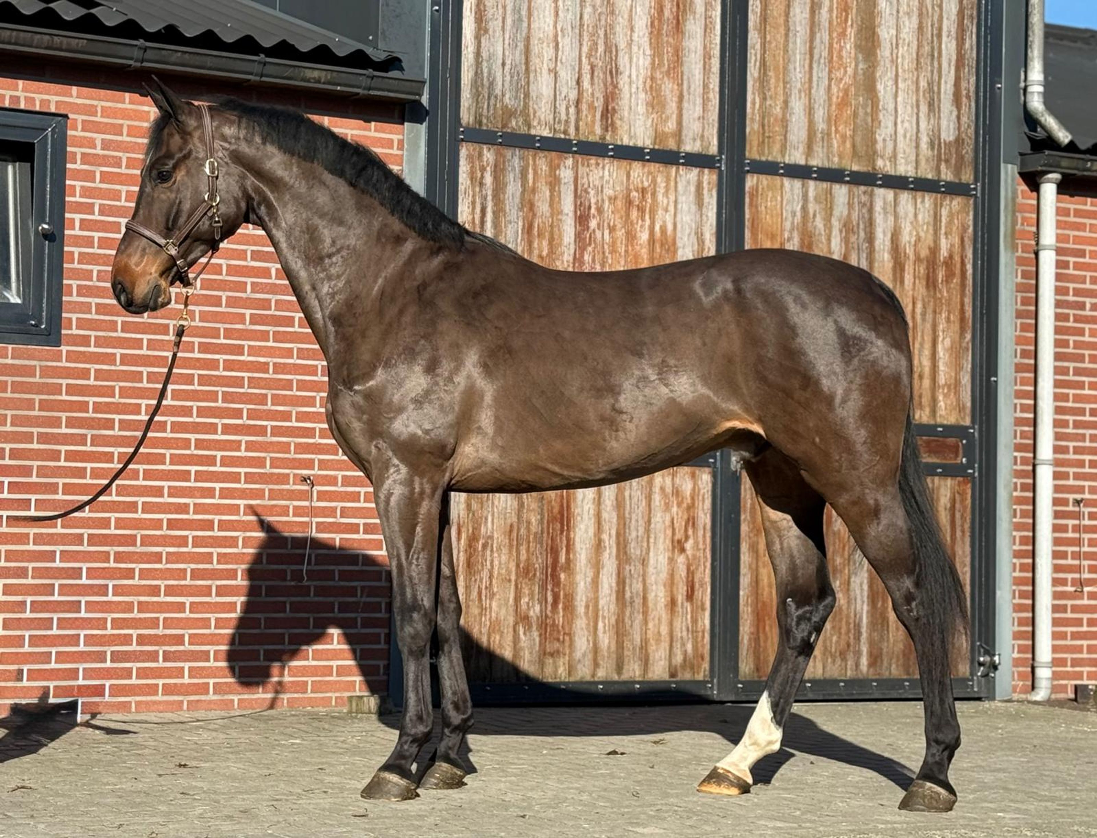 Chabalu PS (CHACCOON BLUE x CARESINNI L) - Image 4