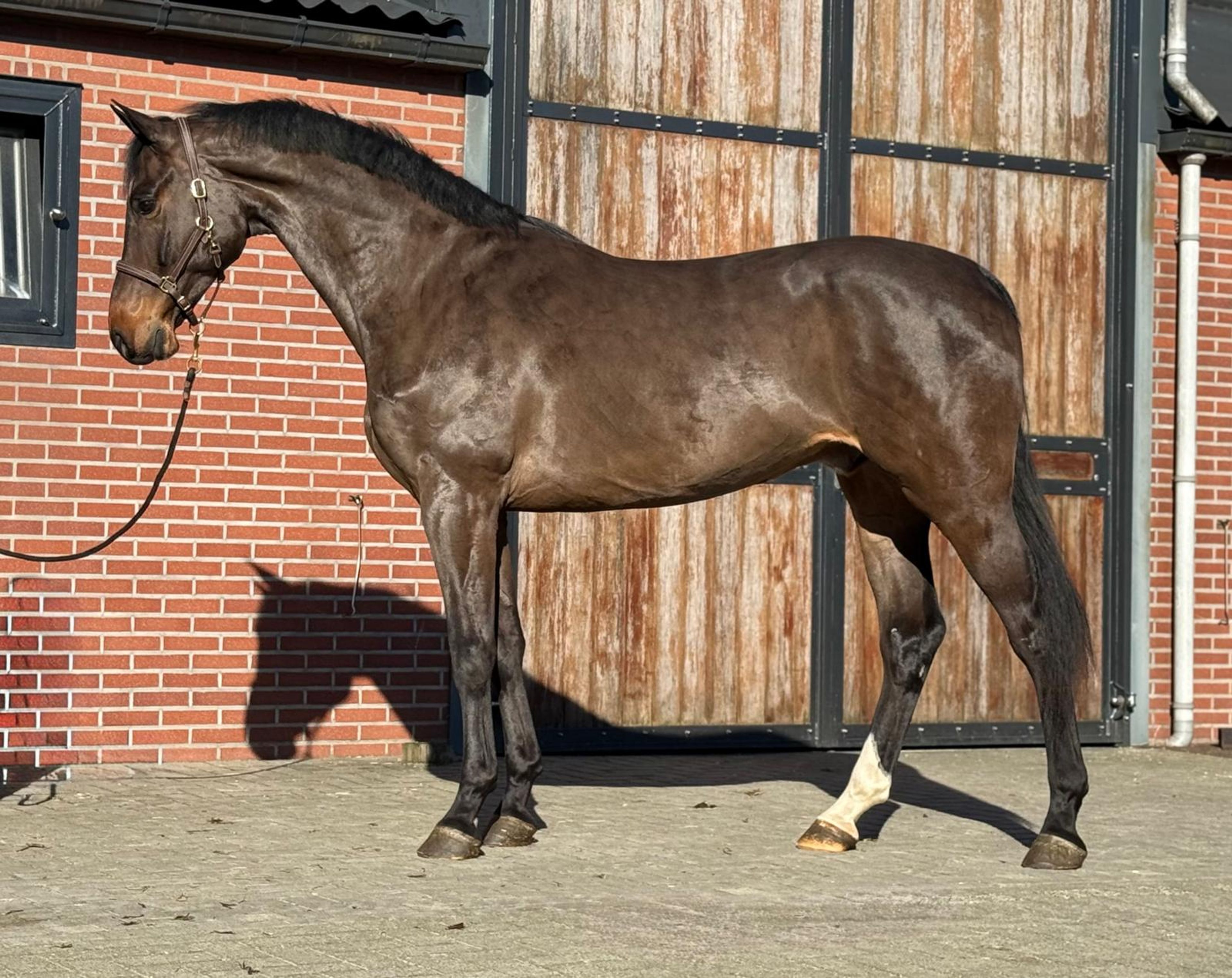 Chabalu PS (CHACCOON BLUE x CARESINNI L) - Image 5