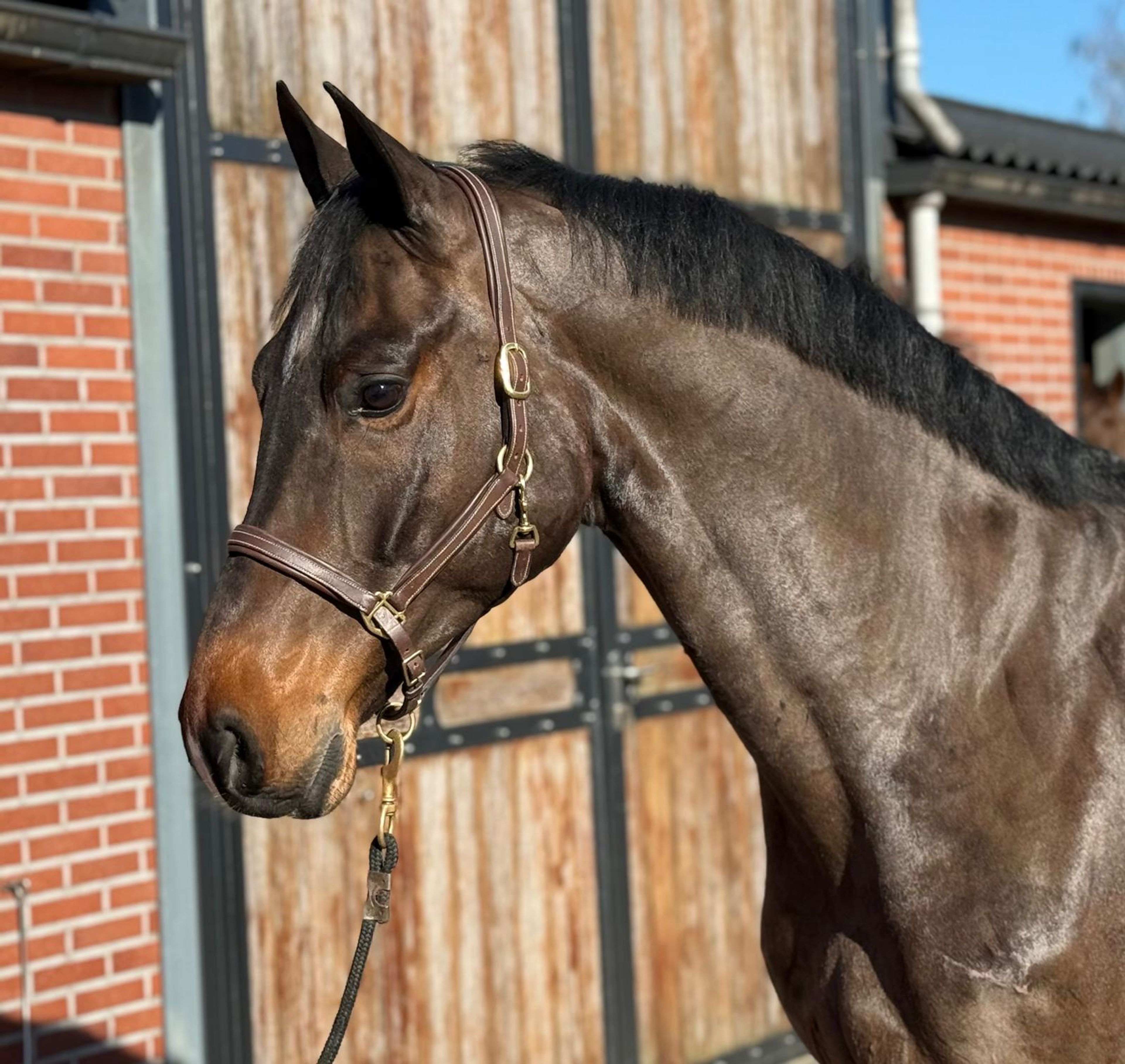 Chabalu PS (CHACCOON BLUE x CARESINNI L) - Image 6