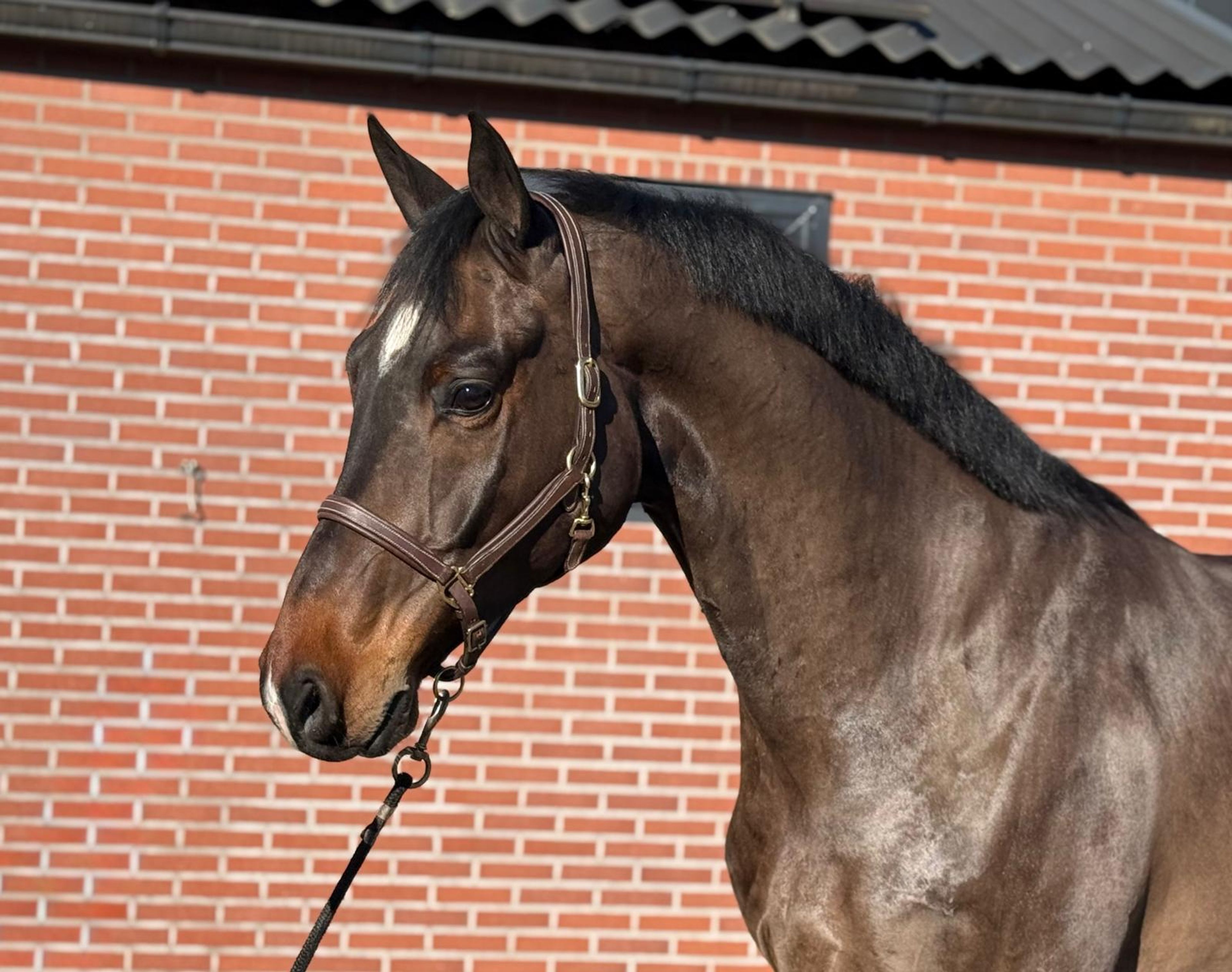 Chabalu PS (CHACCOON BLUE x CARESINNI L) - Image 7