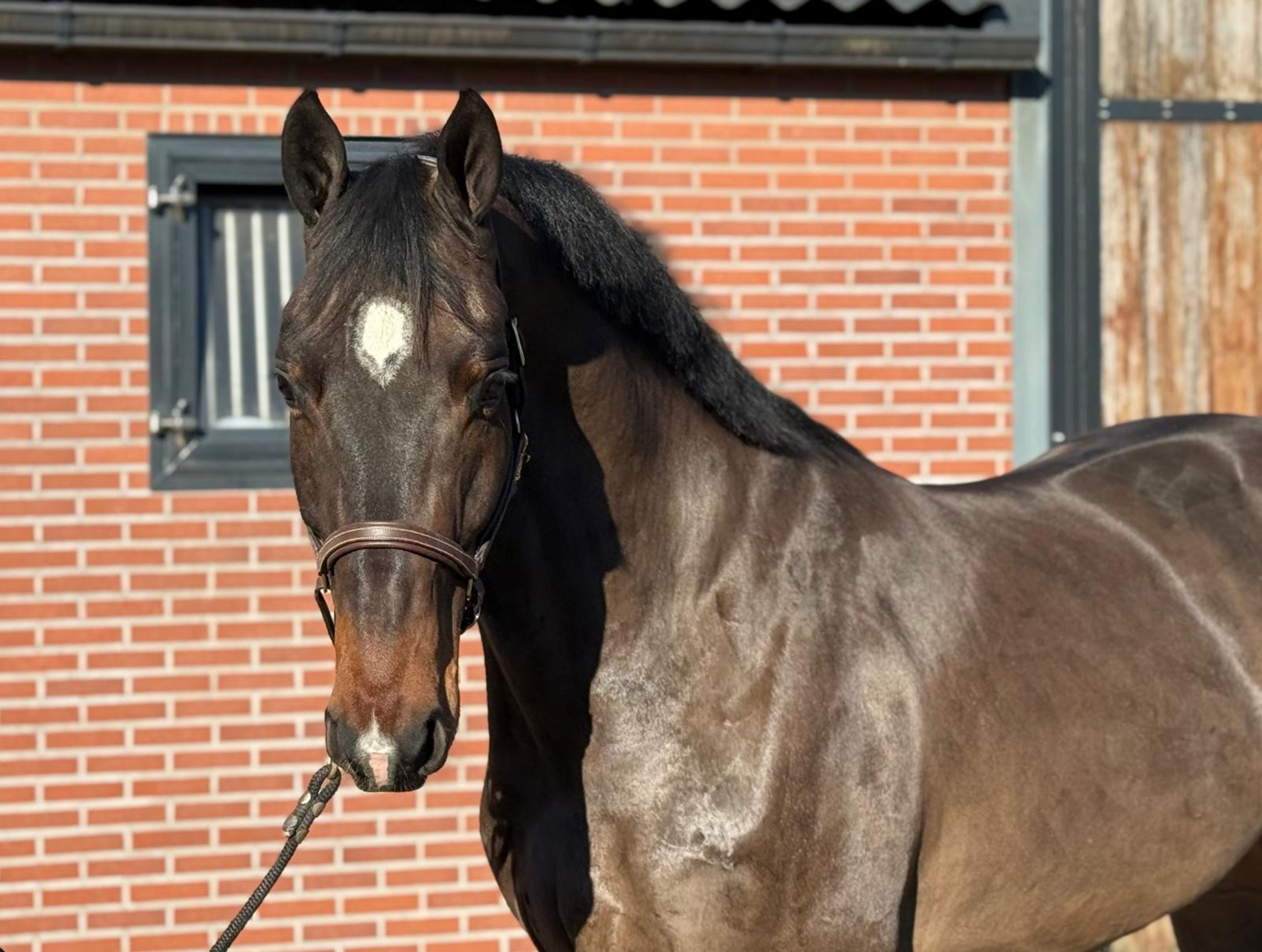 Chabalu PS (CHACCOON BLUE x CARESINNI L) - Image 8