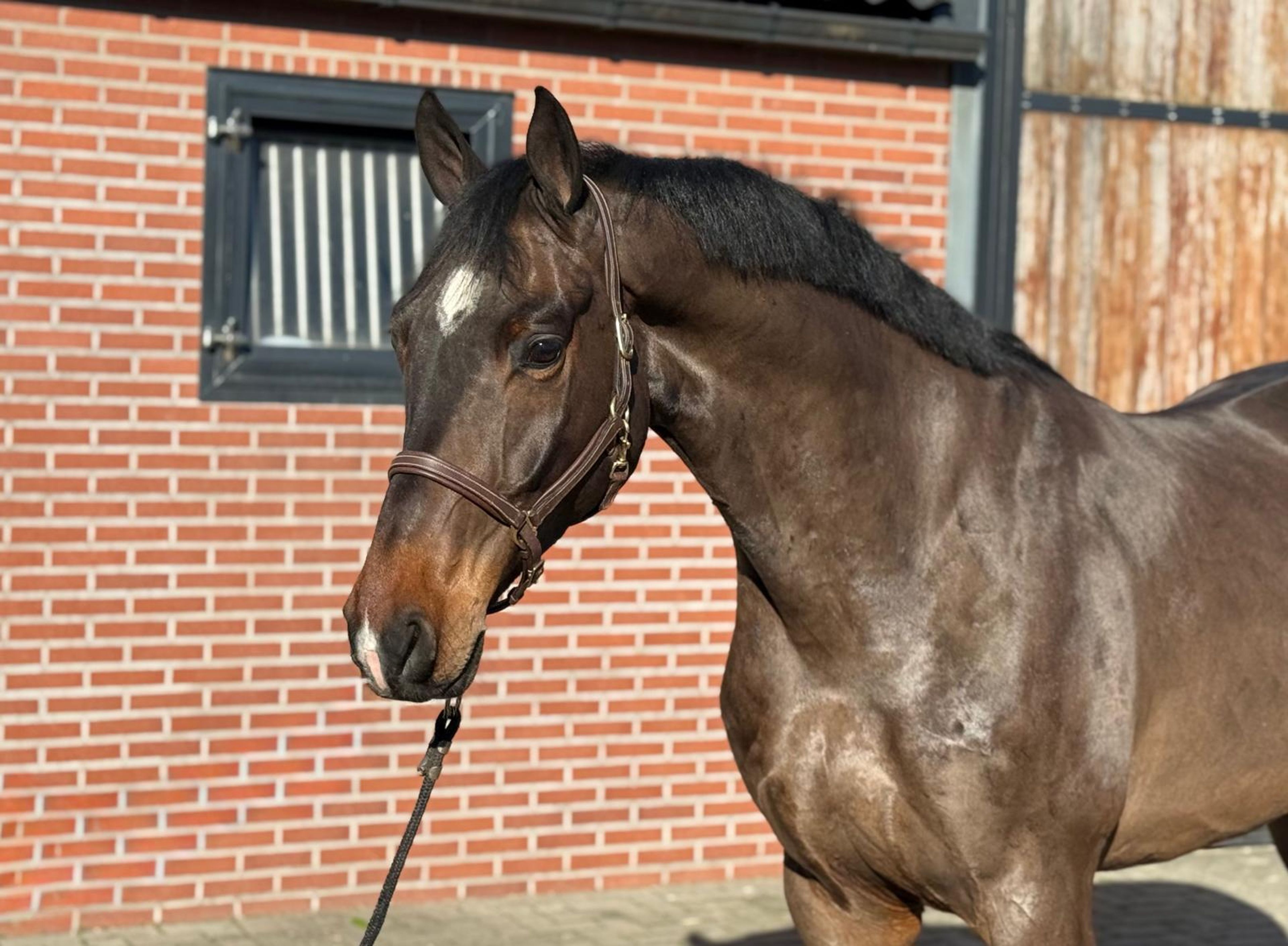 Chabalu PS (CHACCOON BLUE x CARESINNI L) - Image 9