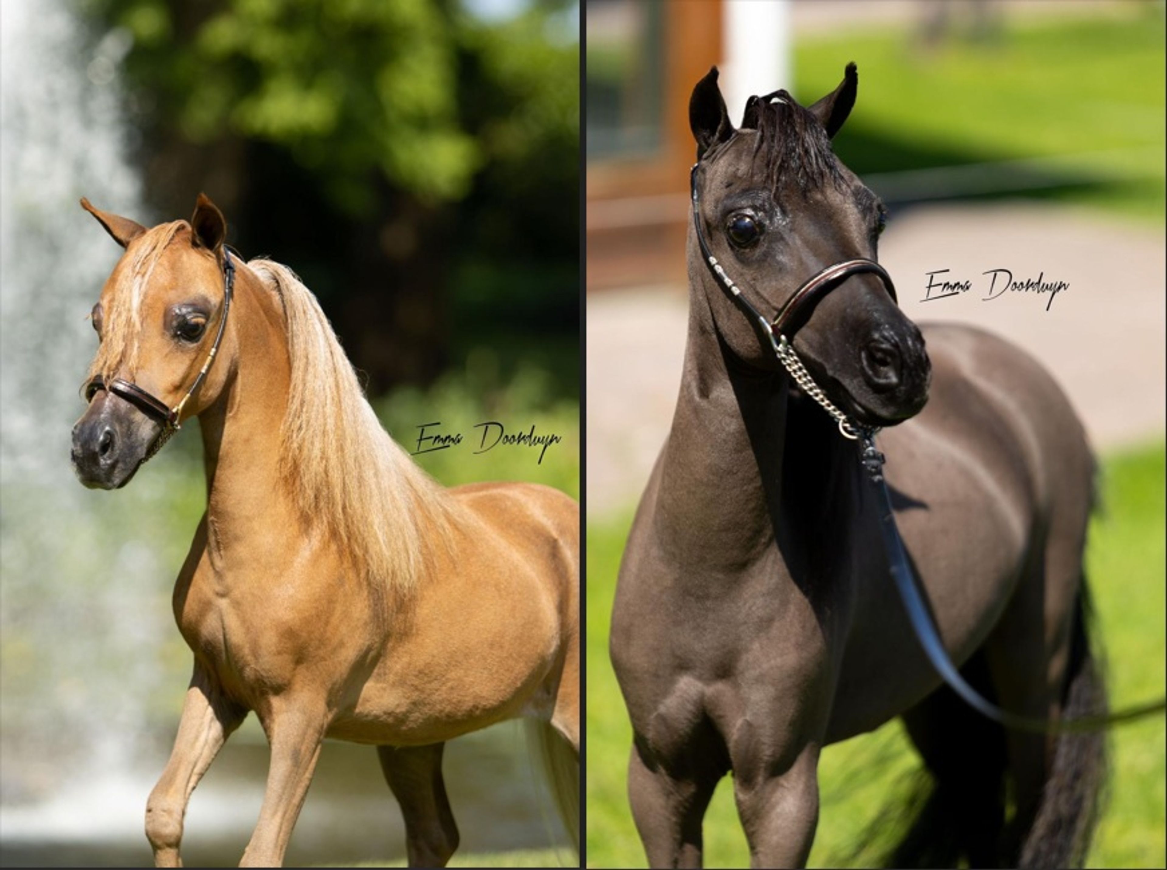 SZ Sunshine + SZ Tell Me You´ve Got A friend(+SZ The Champ is Here) (ROYAL SUPREME SH REVELATION x SZ DA VINCI'S HUMMING BIRD) - Image 1
