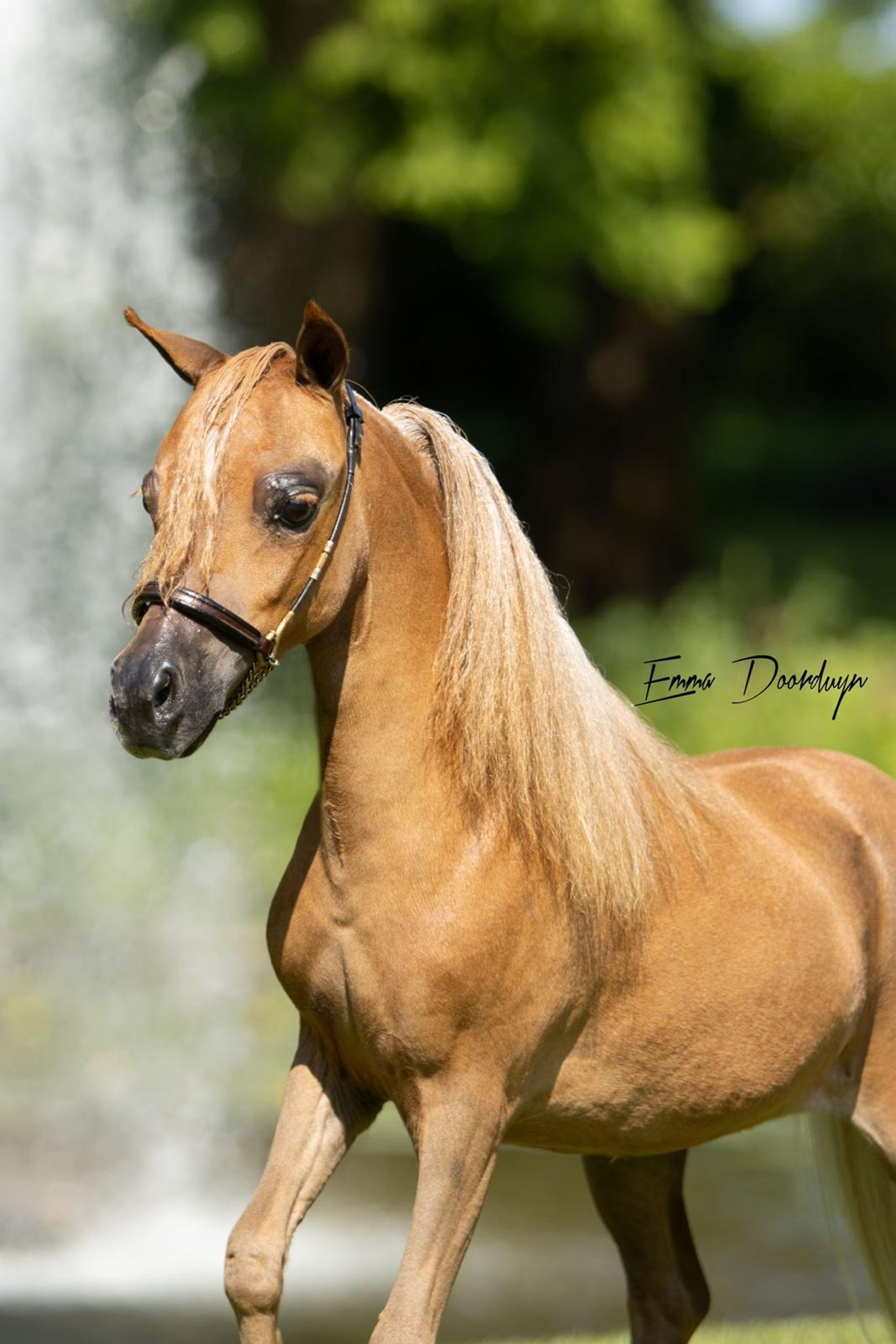 SZ Sunshine + SZ Tell Me You´ve Got A friend(+SZ The Champ is Here) (ROYAL SUPREME SH REVELATION x SZ DA VINCI'S HUMMING BIRD) - Image 2