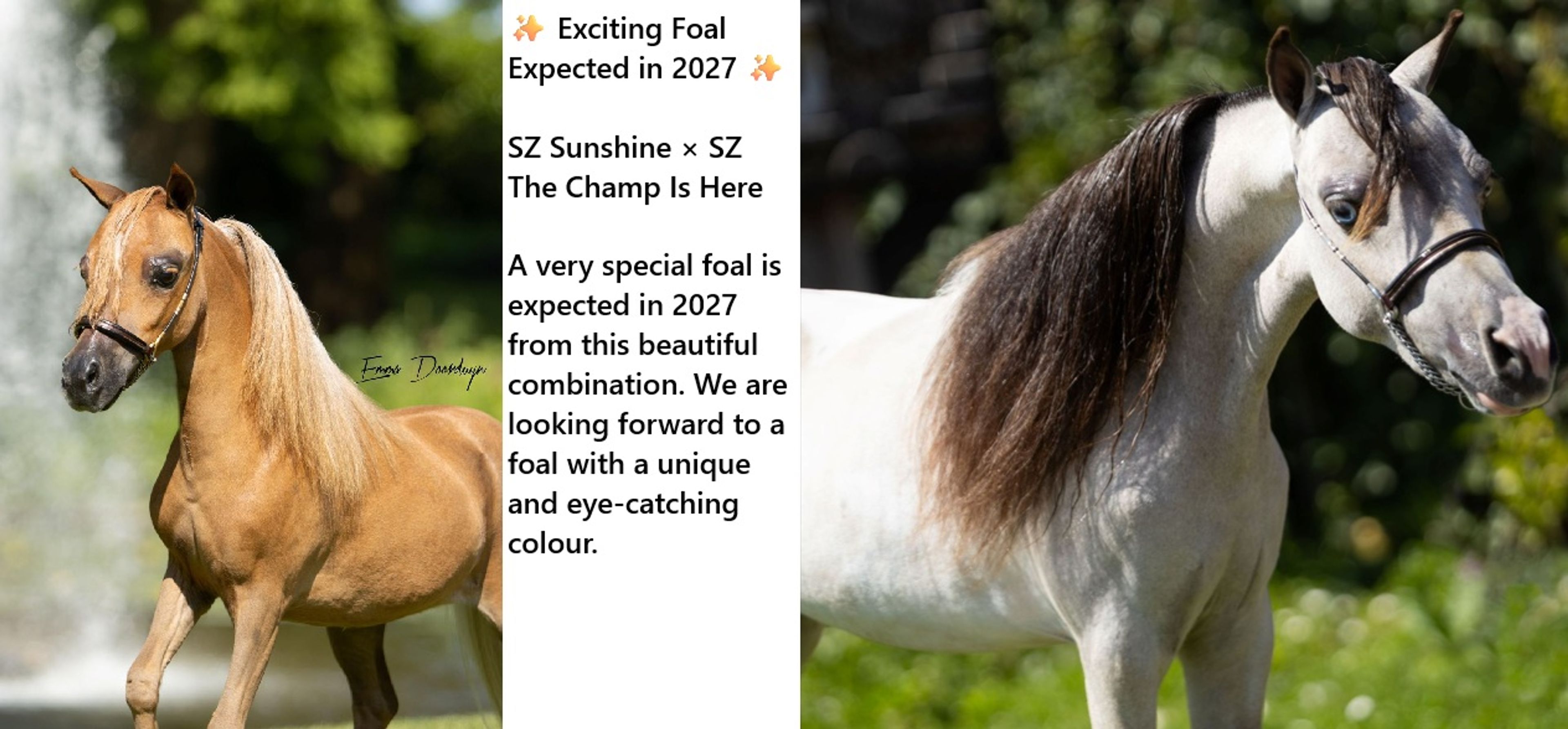 SZ Sunshine + SZ Tell Me You´ve Got A friend(+SZ The Champ is Here) (ROYAL SUPREME SH REVELATION x SZ DA VINCI'S HUMMING BIRD) - Image 4