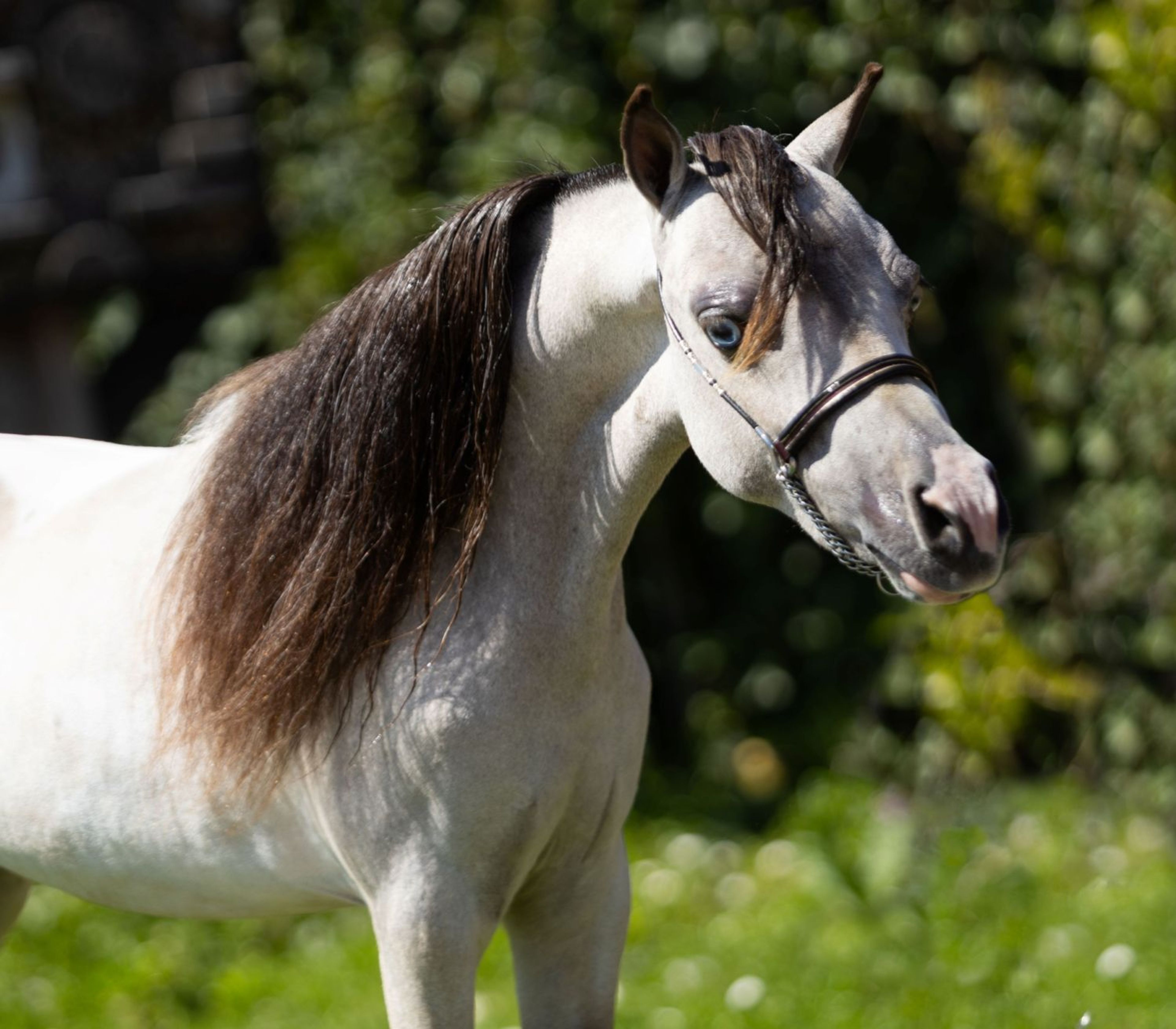 SZ Sunshine + SZ Tell Me You´ve Got A friend(+SZ The Champ is Here) (ROYAL SUPREME SH REVELATION x SZ DA VINCI'S HUMMING BIRD) - Image 5