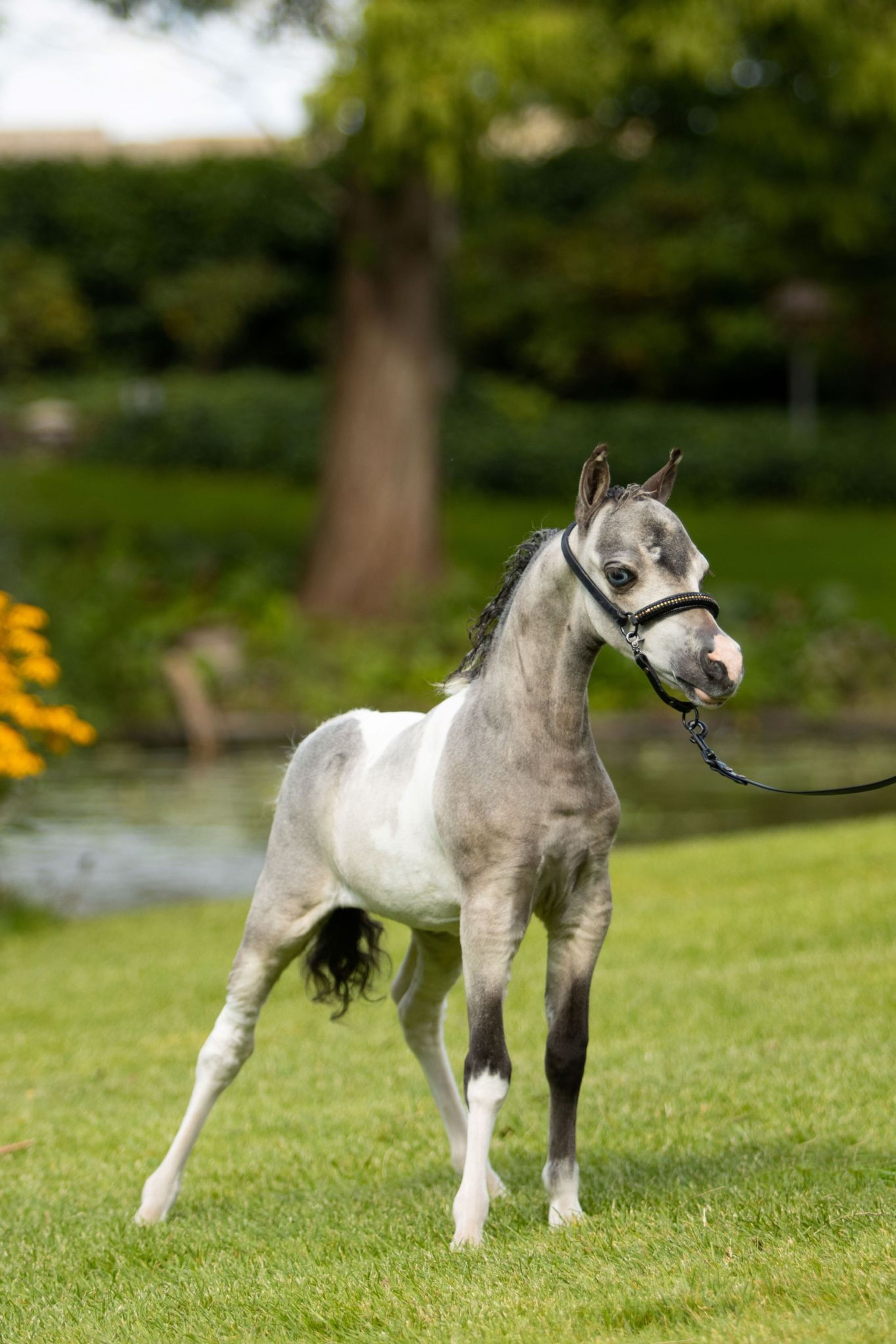 SZ Sunshine + SZ Tell Me You´ve Got A friend(+SZ The Champ is Here) (ROYAL SUPREME SH REVELATION x SZ DA VINCI'S HUMMING BIRD) - Image 6