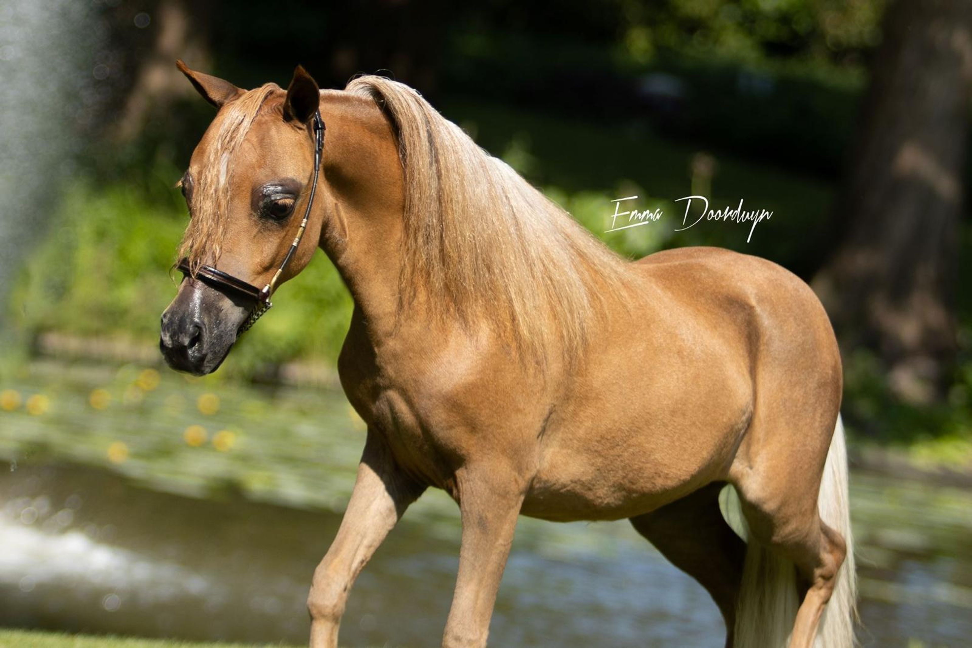 SZ Sunshine + SZ Tell Me You´ve Got A friend(+SZ The Champ is Here) (ROYAL SUPREME SH REVELATION x SZ DA VINCI'S HUMMING BIRD) - Image 8