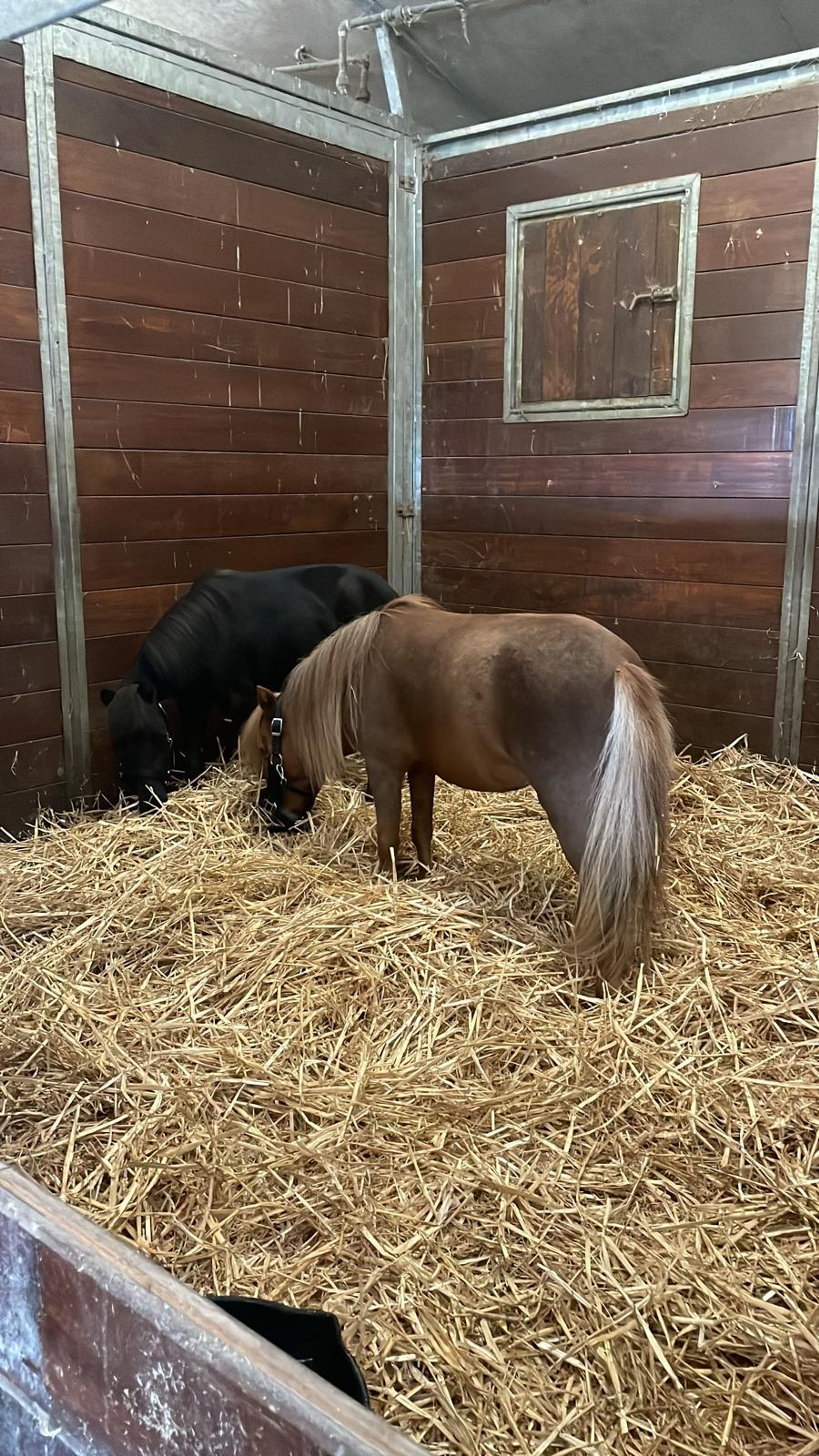 SZ Sunshine + SZ Tell Me You´ve Got A friend(+SZ The Champ is Here) (ROYAL SUPREME SH REVELATION x SZ DA VINCI'S HUMMING BIRD) - Image 9