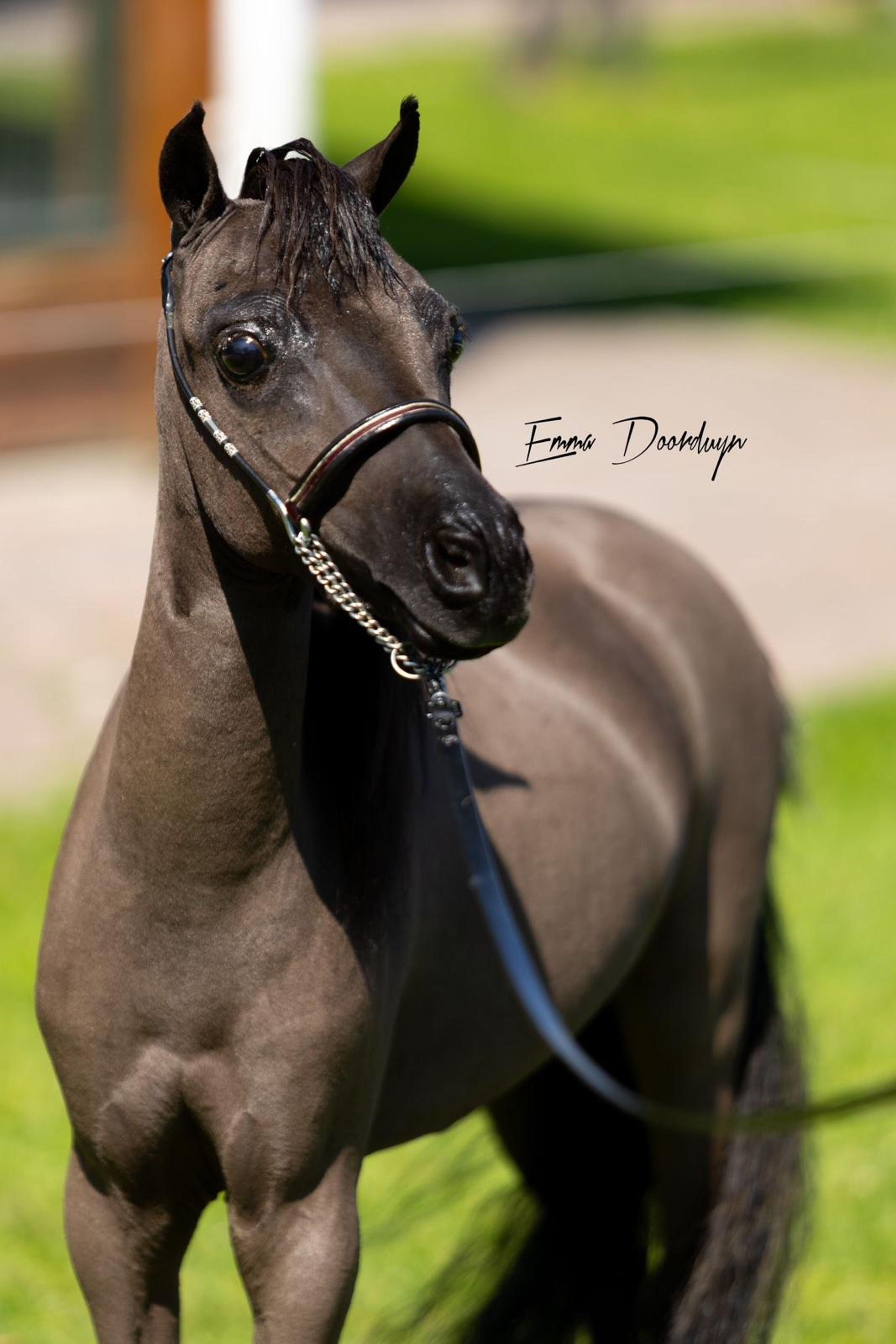 SZ Sunshine + SZ Tell Me You´ve Got A friend(+SZ The Champ is Here) (ROYAL SUPREME SH REVELATION x SZ DA VINCI'S HUMMING BIRD) - Image 12