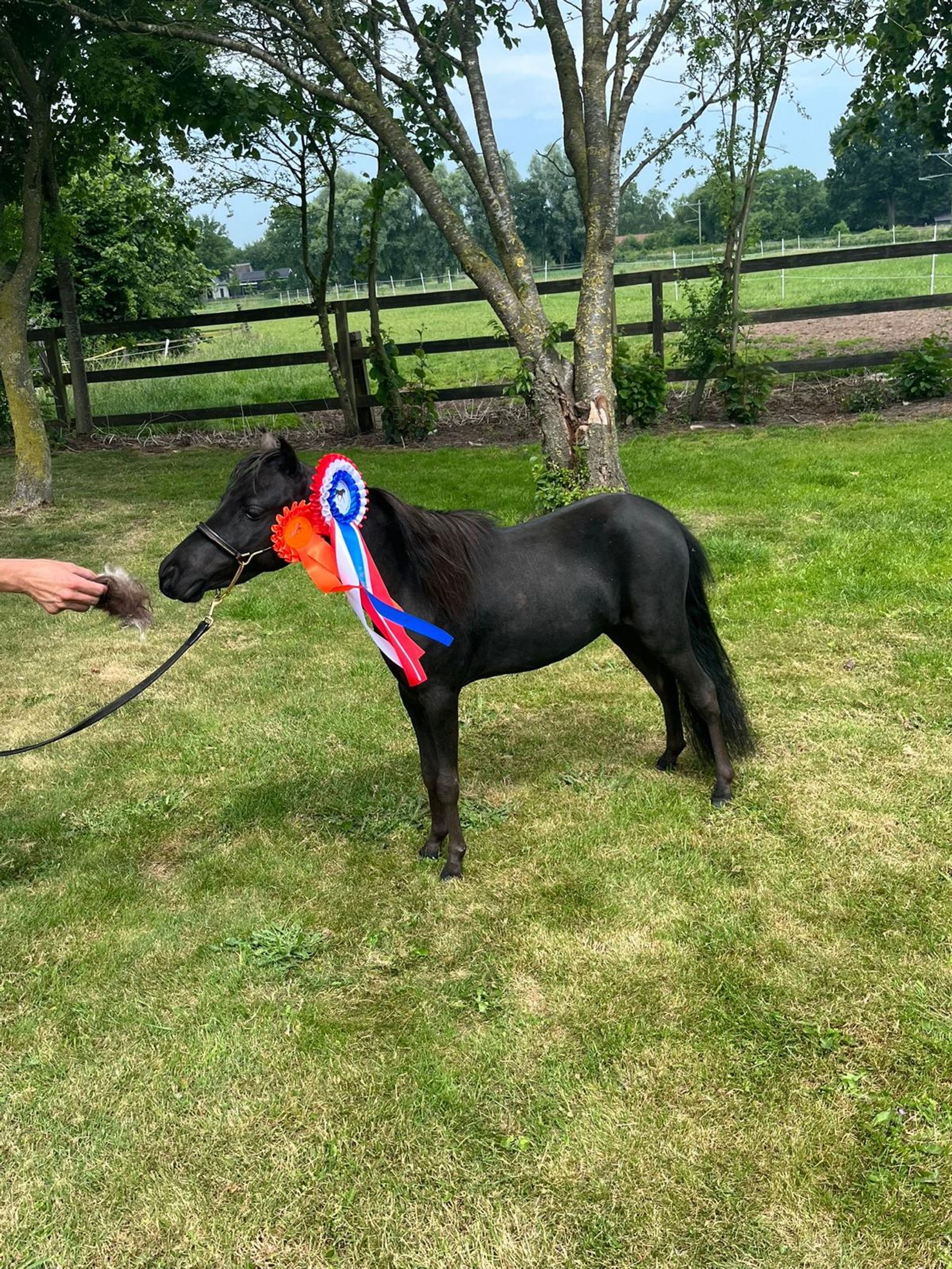 SZ Sunshine + SZ Tell Me You´ve Got A friend(+SZ The Champ is Here) (ROYAL SUPREME SH REVELATION x SZ DA VINCI'S HUMMING BIRD) - Image 13