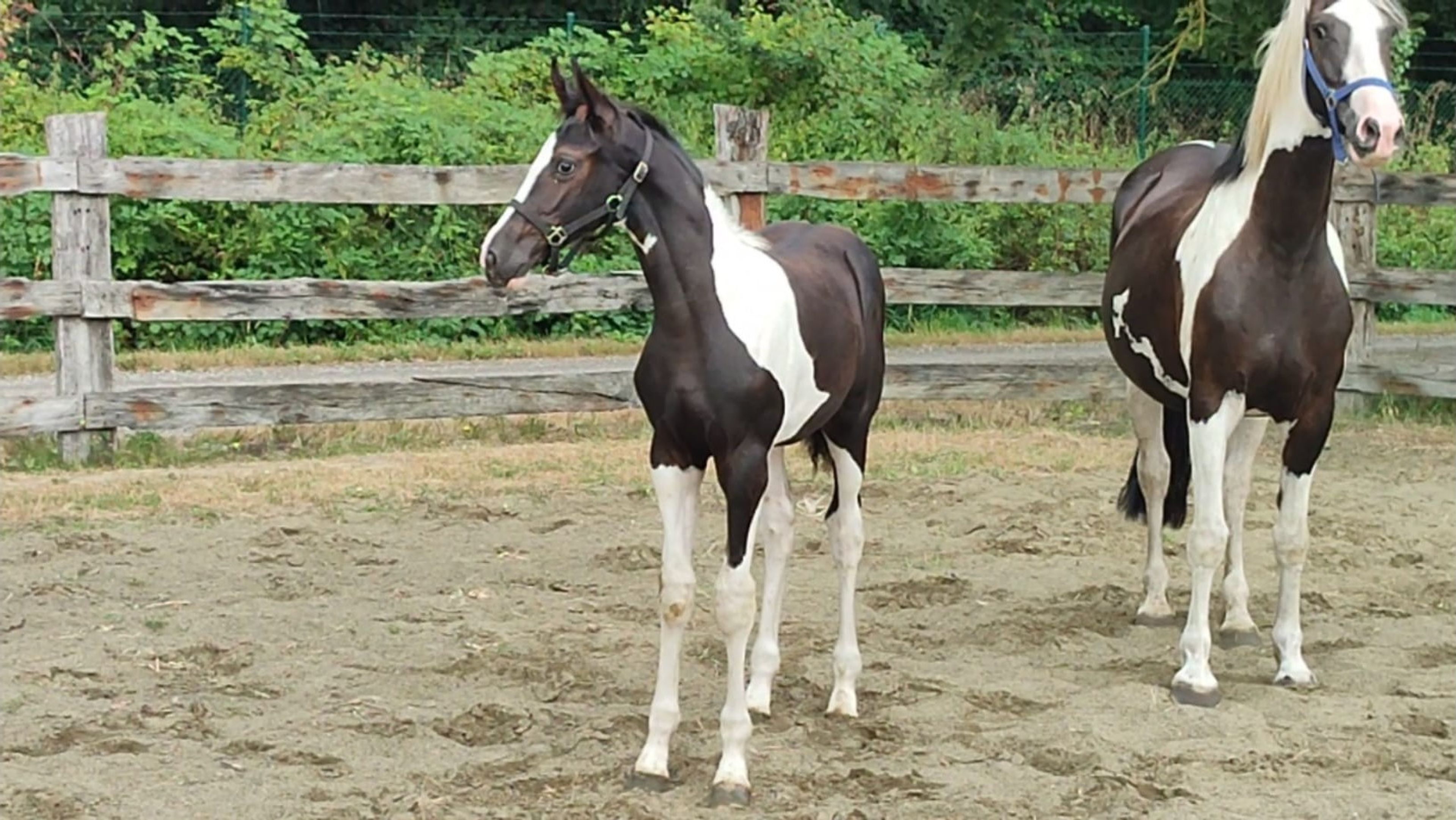 Desperado van 't Stelenshof (HIGHLANDER x UNKNOWN) - Image 5